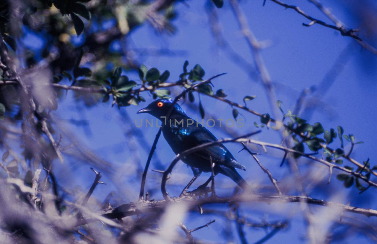 Glossy Starling (Lamprotornis nitens), Central Kalahari Game Reserve, Ghanzi, Botswana, Africa