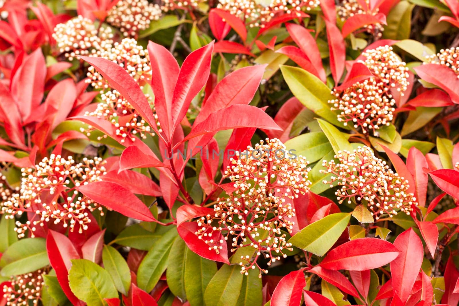 photinia serrulata serratifolia red robin bush blooming in the park