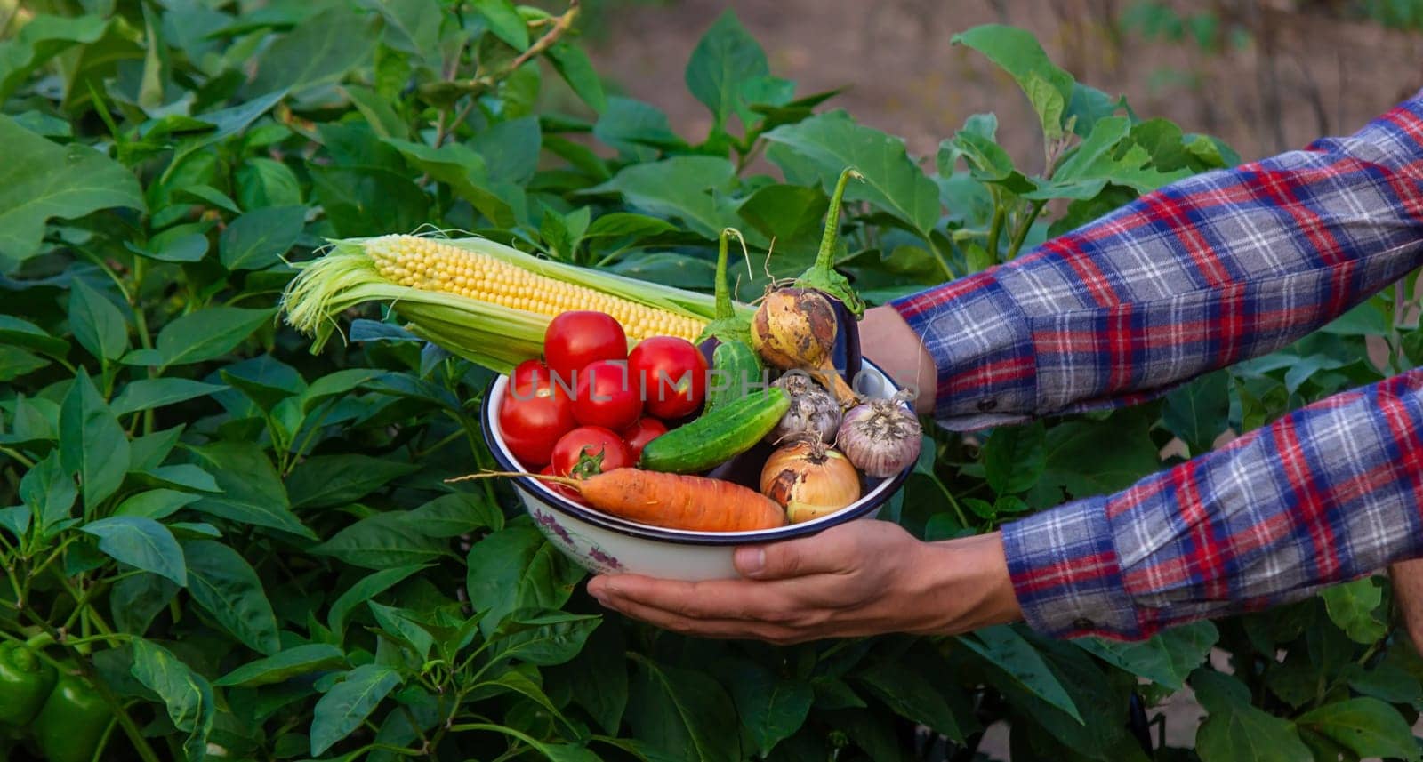 farmer holding freshly picked vegetables from the farm. Selective focus