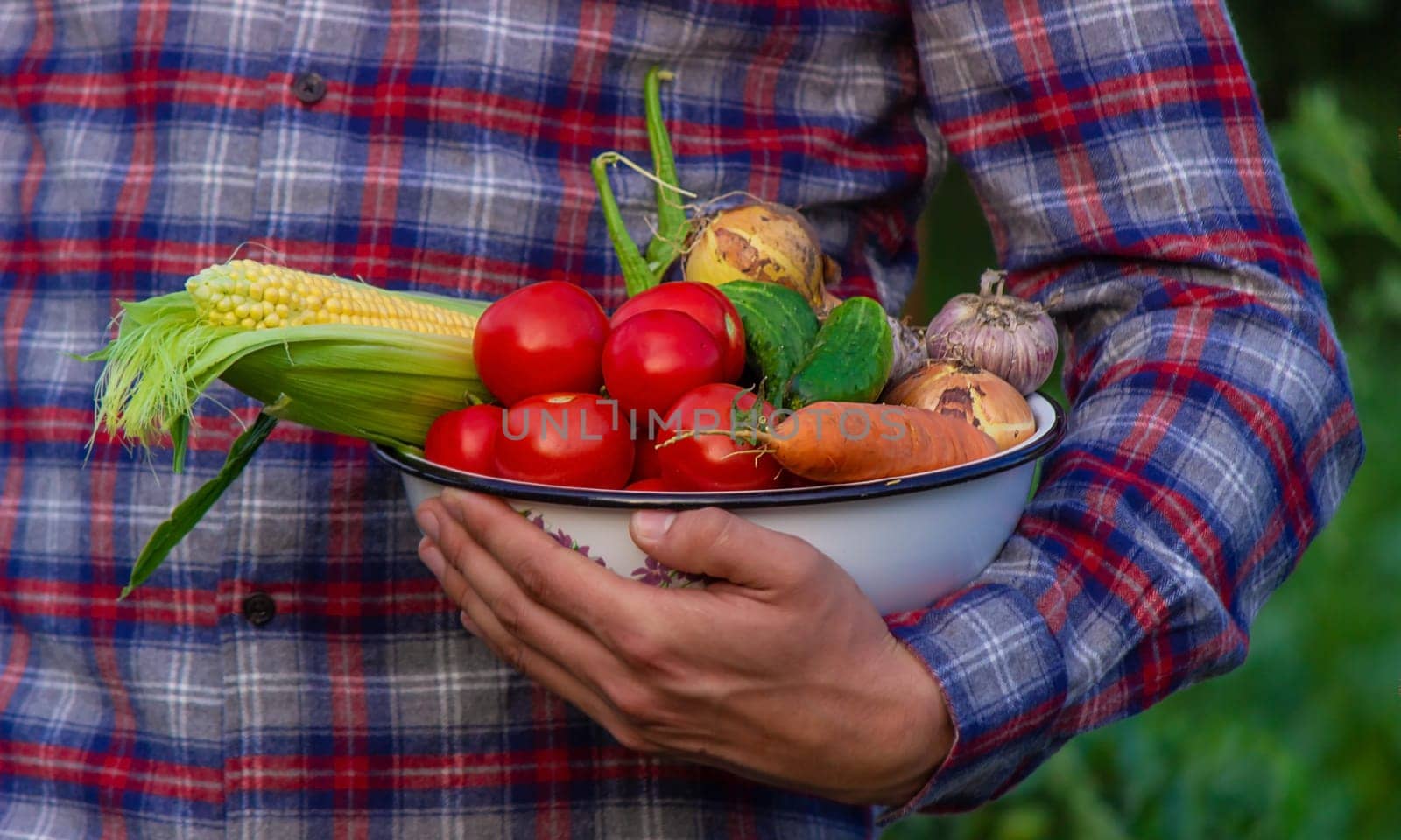 farmer holding freshly picked vegetables from the farm. Selective focus