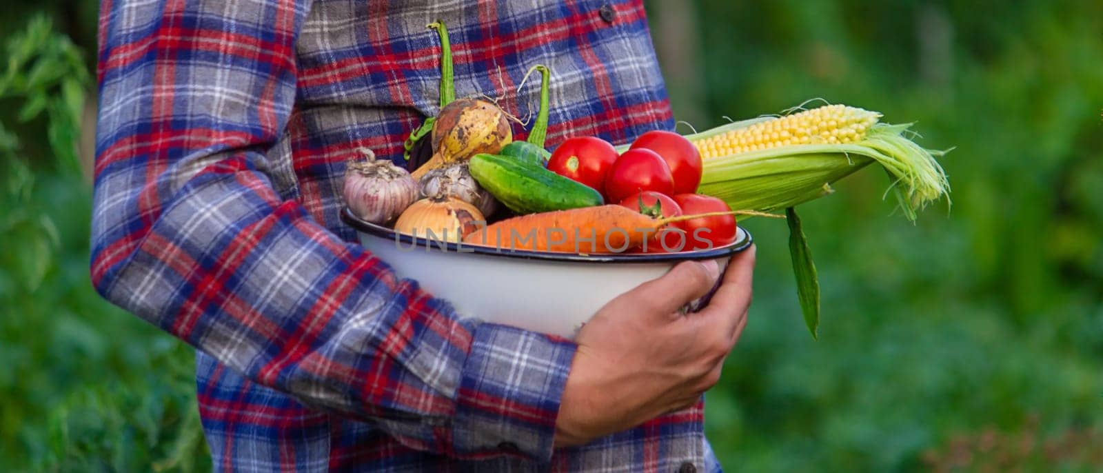 farmer holding freshly picked vegetables from the farm. Selective focus