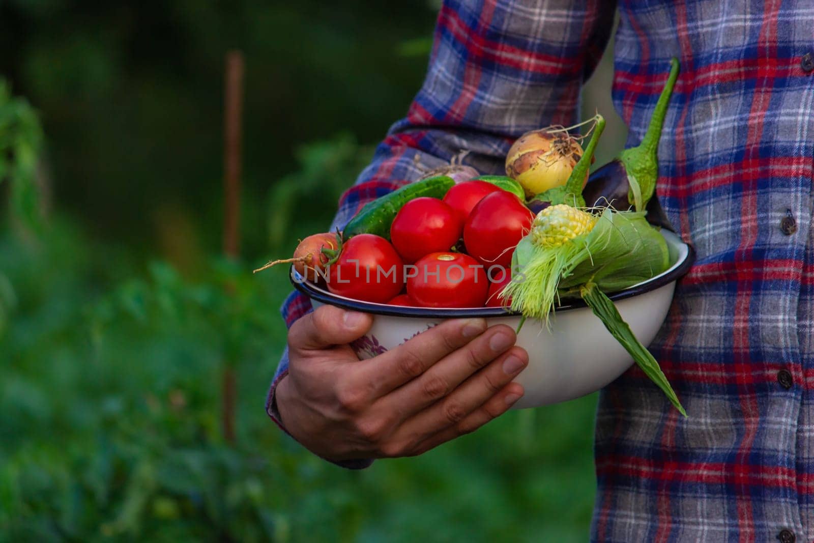 farmer holding freshly picked vegetables from the farm. Selective focus