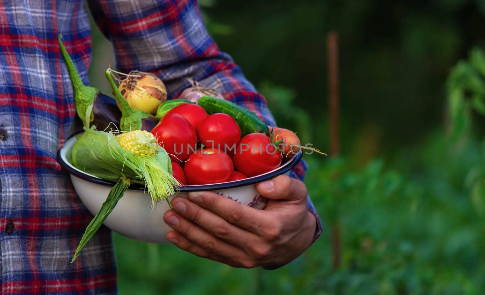farmer holding freshly picked vegetables from the farm. Selective focus