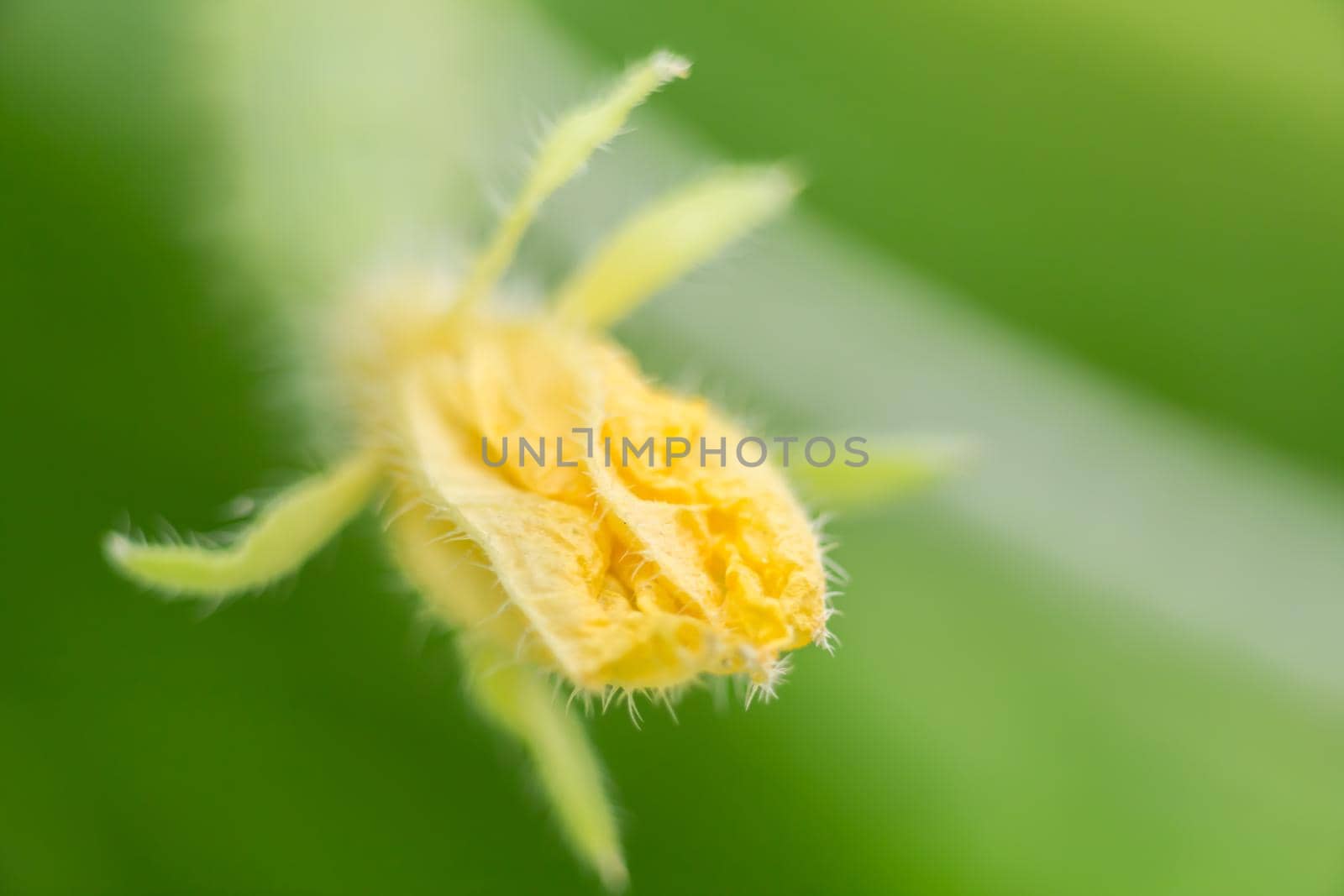 Yellow cucumber flower in a greenhouse, macro photo, shallow depth of field. Harvesting autumn vegetables. Healthy food concept, vegetarian diet of raw fresh food. Non-GMO organic food.