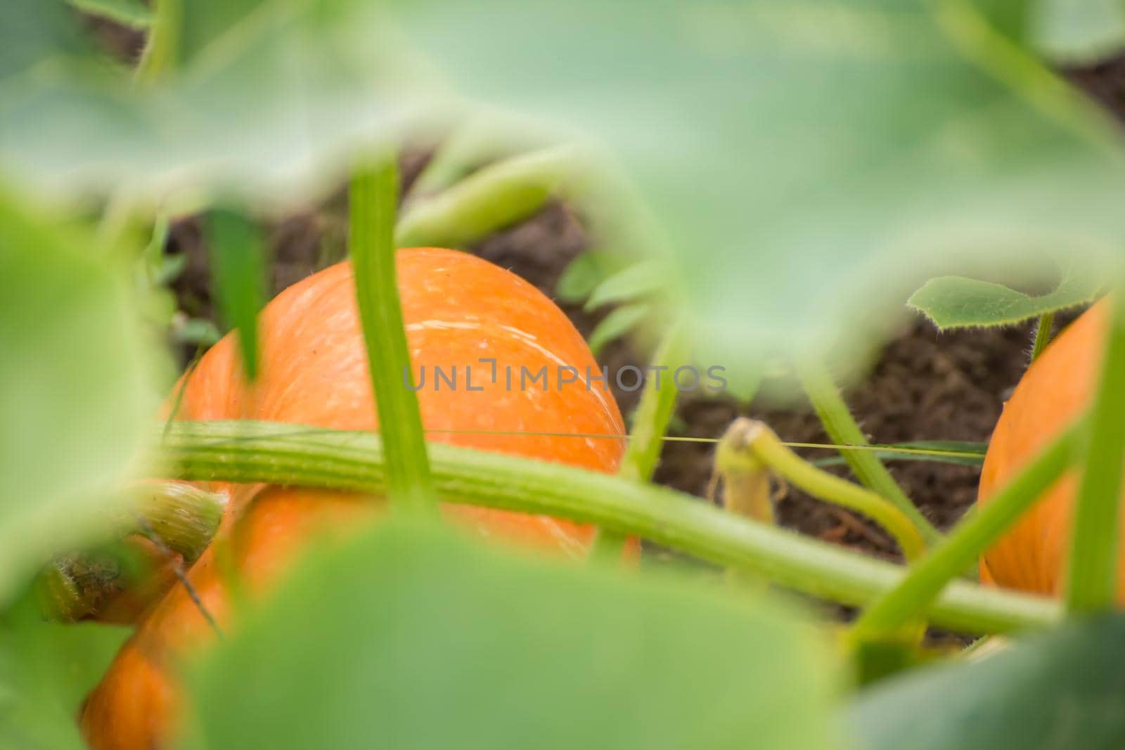 Not a small orange pumpkin in green foliage. Harvesting autumn vegetables. Healthy food concept, vegetarian diet of raw food. Non-GMO organic food. Background, backdrop, splash, postcard.