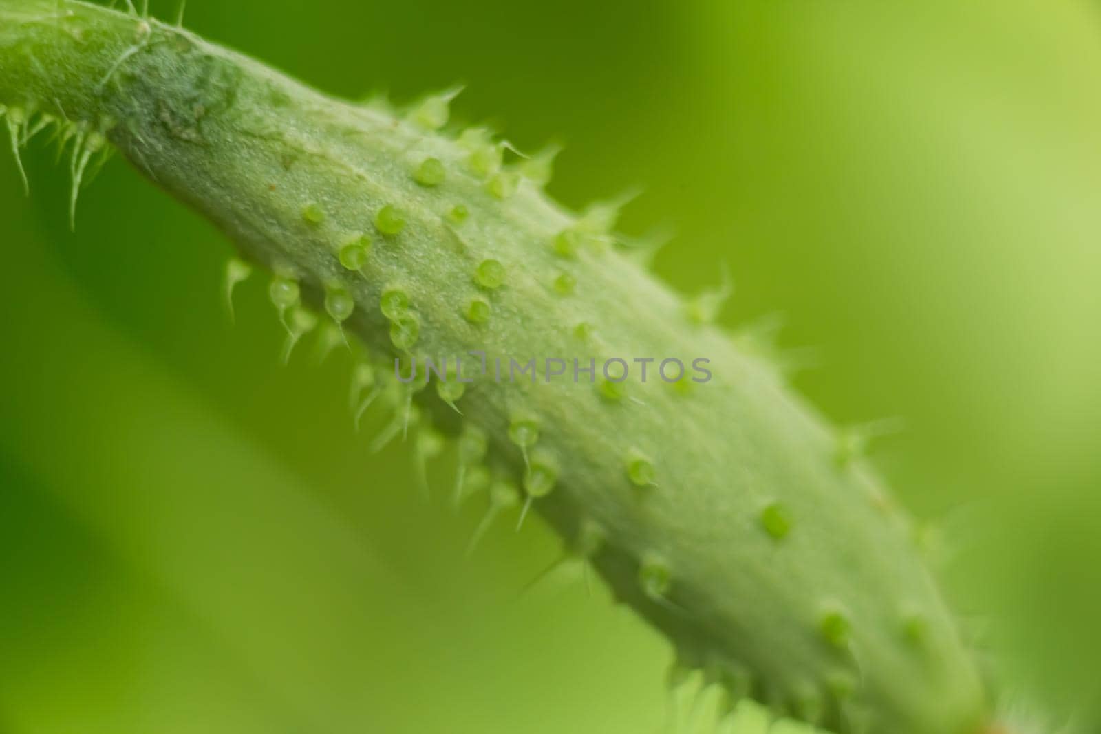 Small green cucumber in a greenhouse, macro photo, shallow depth of field. Harvesting autumn vegetables. Healthy food concept, vegetarian diet of raw fresh food. Non-GMO organic food.