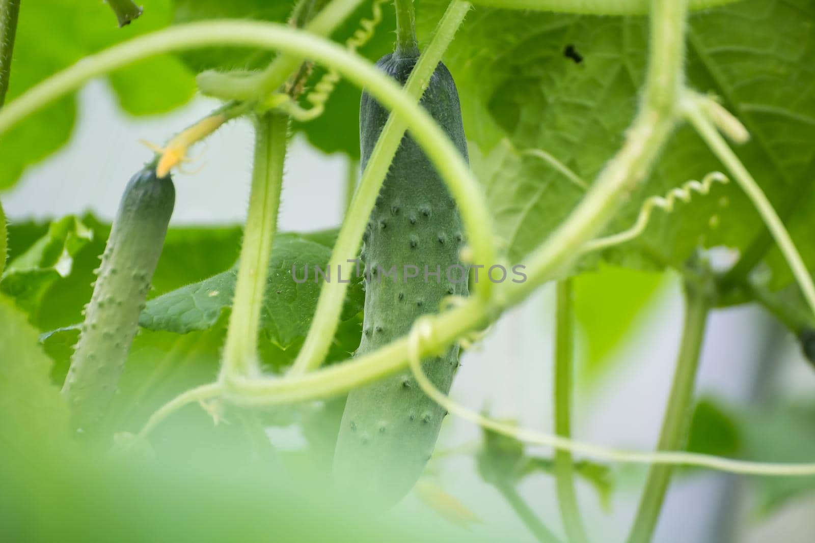 Cucumbers among green leaves, macro photo, shallow depth of field. Harvesting autumn vegetables. Healthy food concept, vegetarian diet of raw fresh food. Non-GMO organic food.