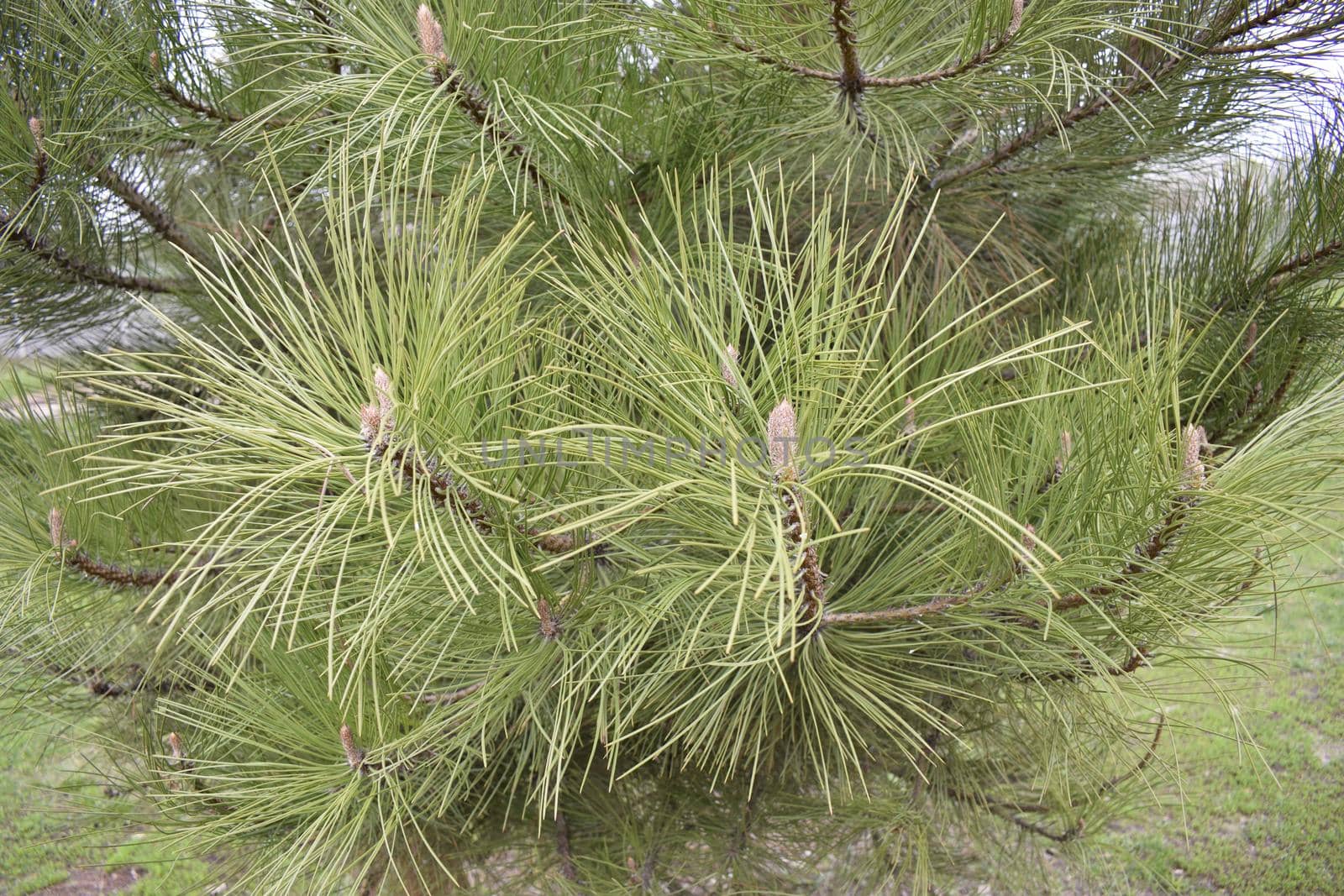 Fluffy young pine branches with long green needles. Green thorny coniferous fir-tree pine branches in sunlight. Background of green twigs