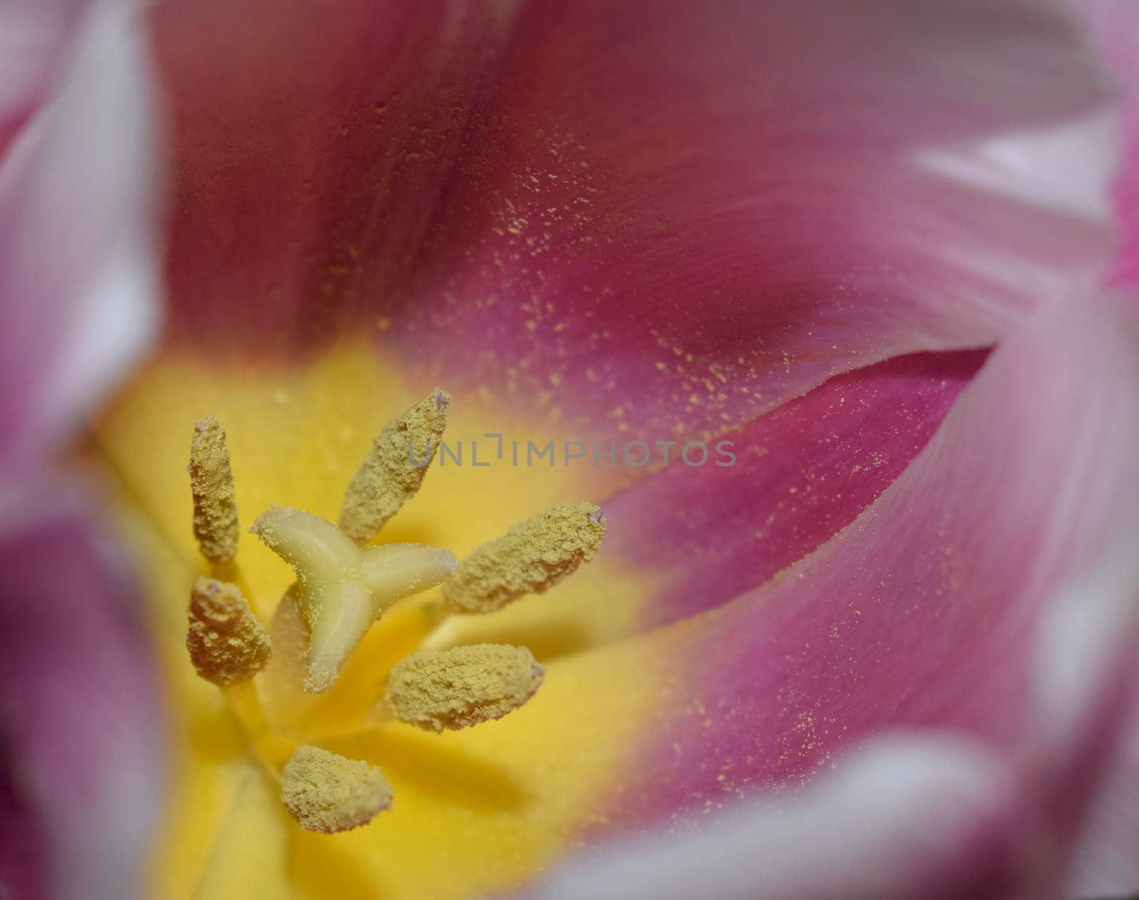 Closeup on the inside of a white and pink tulip. Blurred Flower Background. by NatalyArt