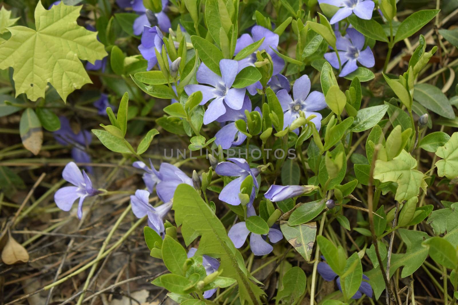 Vinca minor (common names lesser periwinkle, dwarf periwinkle, small periwinkle, common periwinkle) is a species of flowering plant native to central and southern Europe.