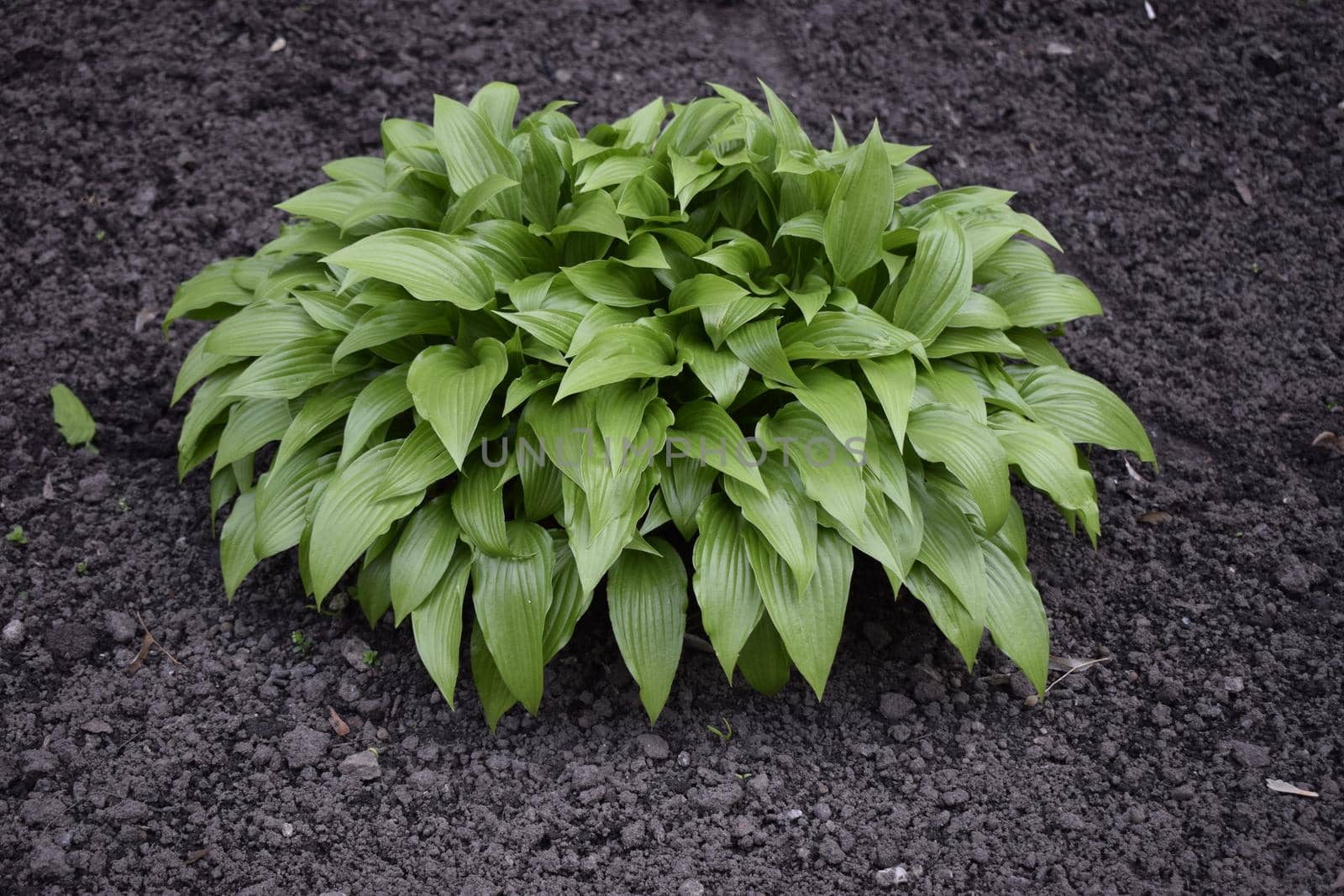 Green hosta (Hosta lancifolia) leaves in summer garden. Green life concept