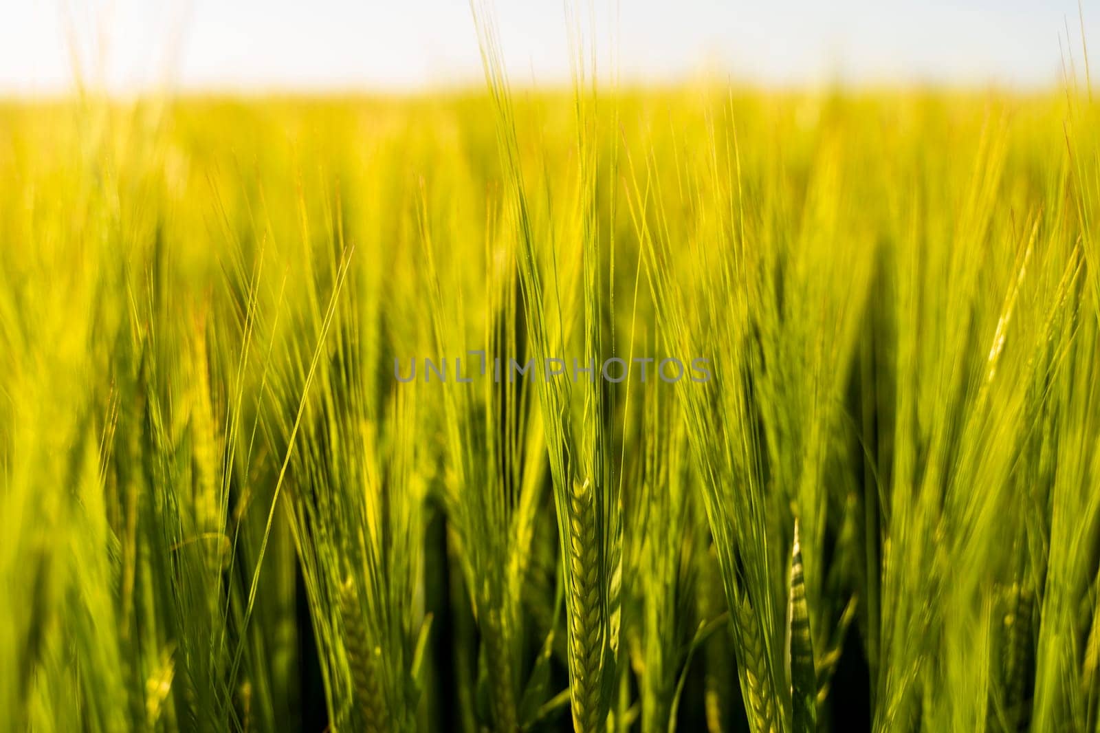 Ears of the green unripe barley. Agricultural field