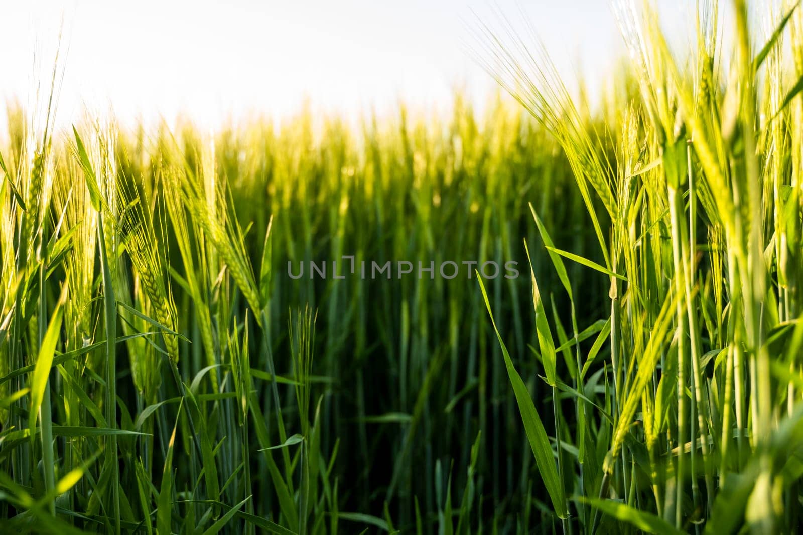Green young and still immature barley grows, close-up. Agricultural crop of barley. Agriculture for obtaining grain crops