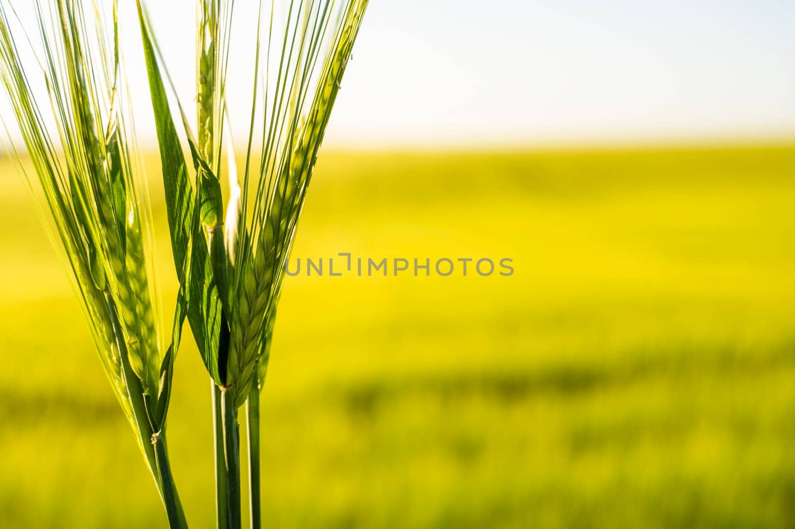 Close up Green barley ears spikes with a agricultural barley field on background. Green unripe cereals. The concept of agriculture, healthy eating, organic food. by vovsht