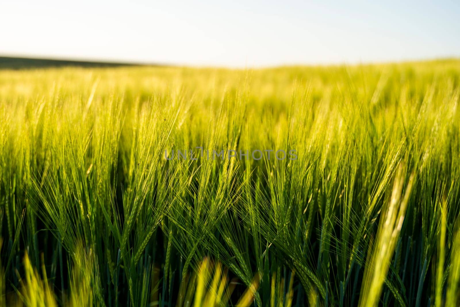Young barley ears illuminated by sunlight. Concept of a good harvest in an agricultural field. by vovsht