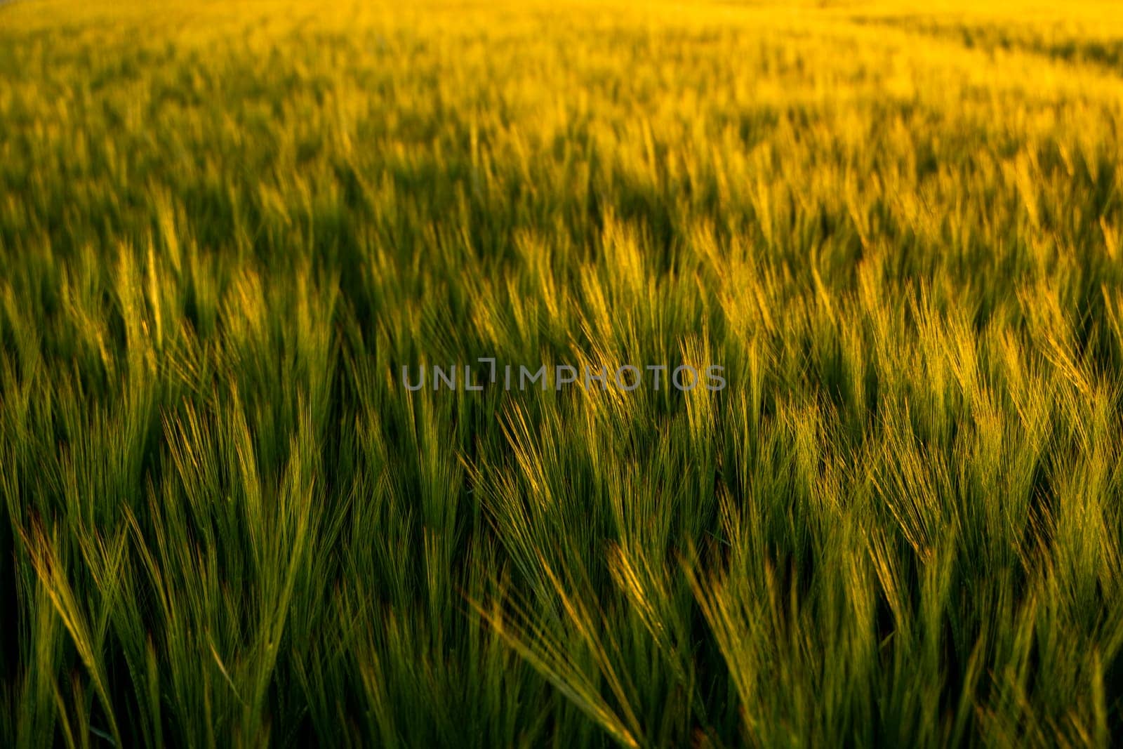 Green barley field on background under sunlight in summer. Agriculture, agricultural process. Cereals growing in a fertile soil. by vovsht