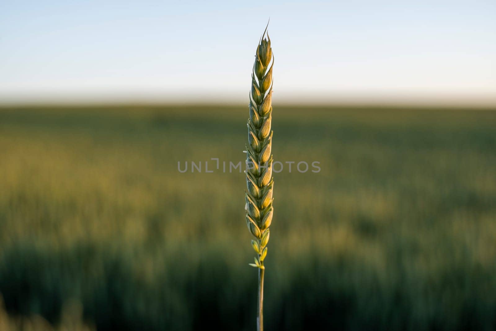 Ear of green wheat with a agricultural field and blue sky on background in late summer. by vovsht