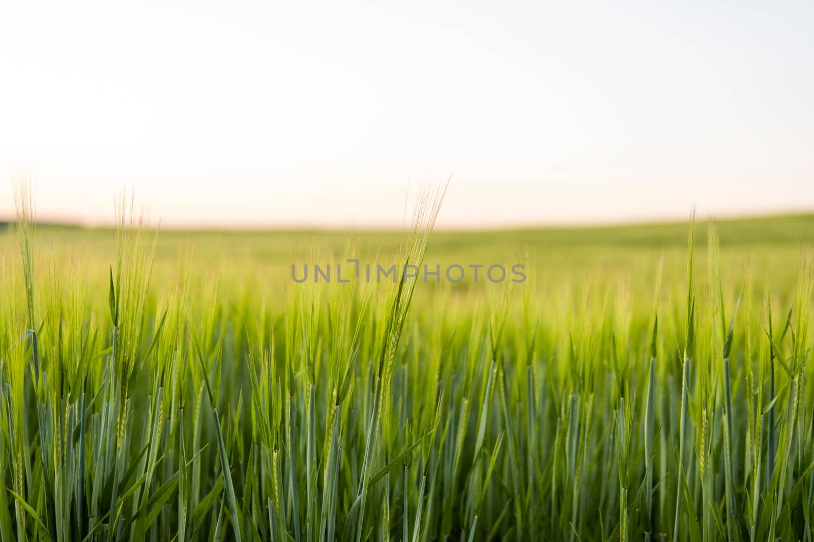 Barley field against the blue sky. Ripening ears of barley field and sunlight. Crops field. Field landscape