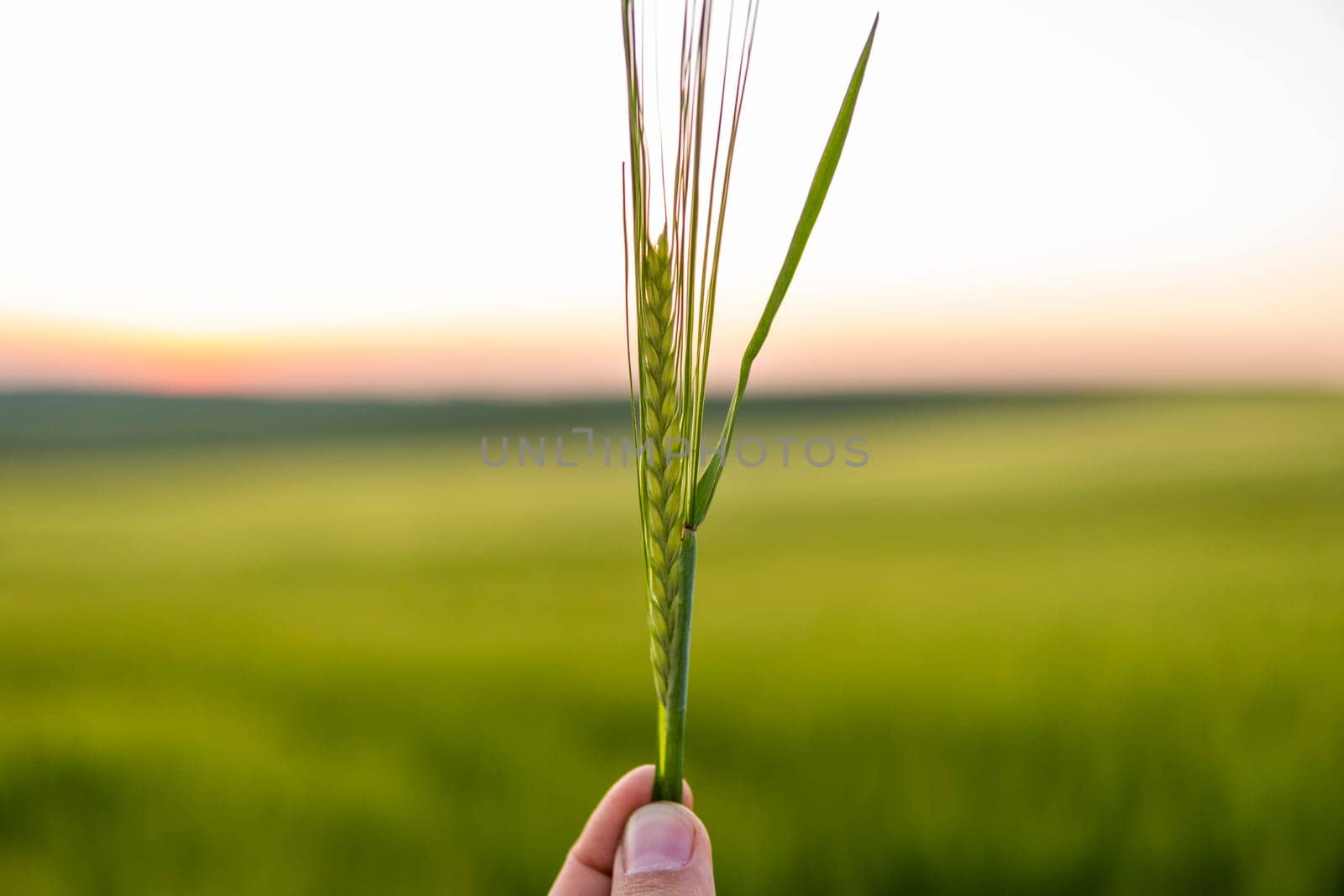 Farmer's hand holding a green ears of barley in a sunset. Agriculture. The concept of agriculture, healthy eating, organic food