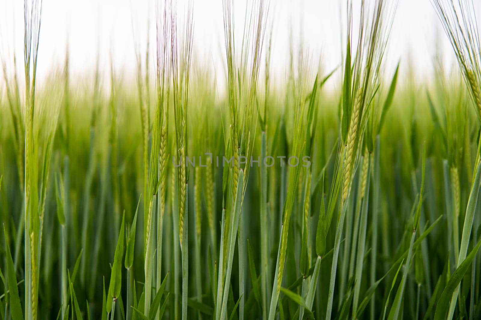 Young green barley growing in agricultural field in spring. Unripe cereals. The concept of agriculture, organic food. Barleys sprout growing in soil. Close up on sprouting barley in sunset. by vovsht