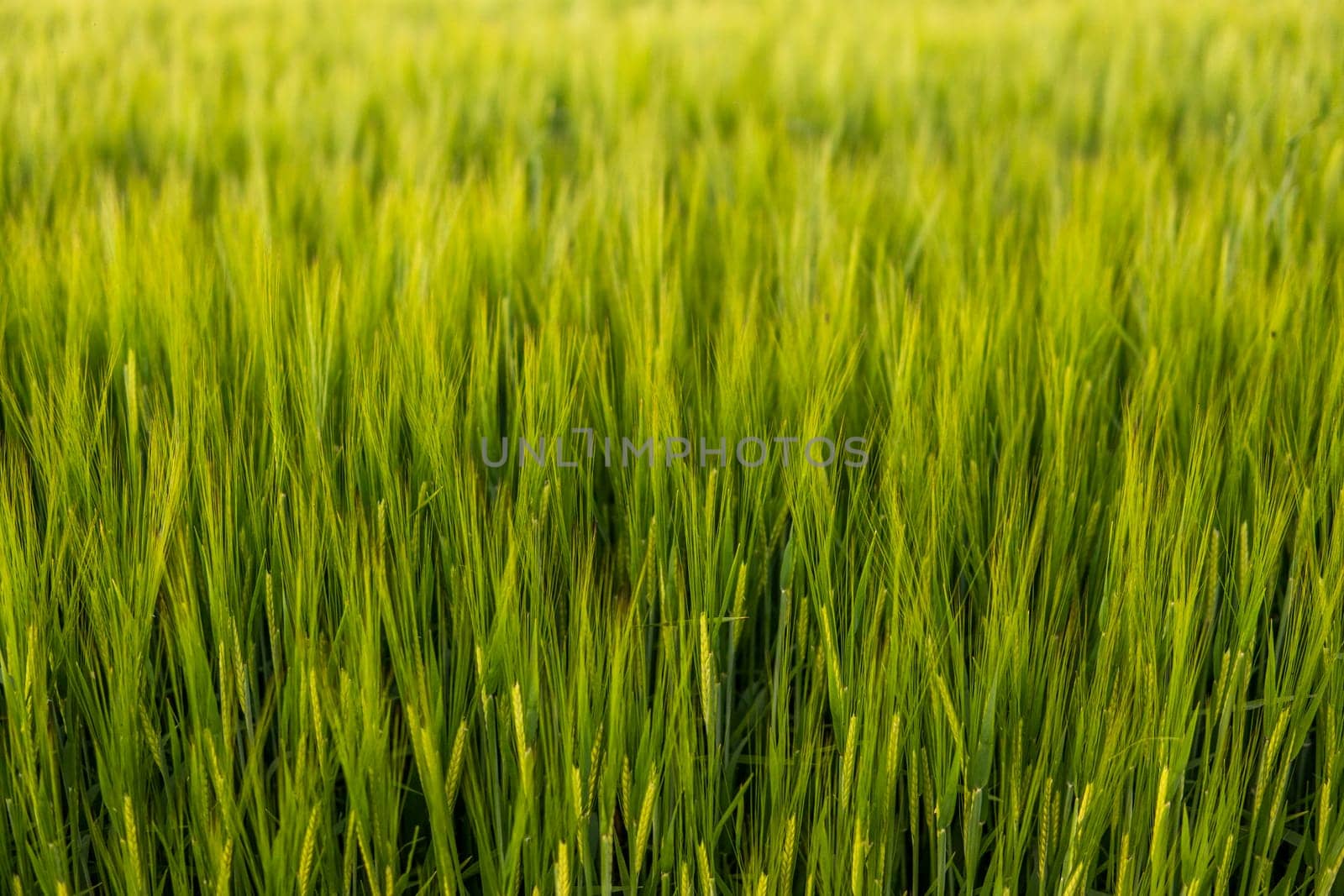 Green young unripe juicy spikelets of barley on a agricultural field. Harvest in spring or summer. Agriculture. by vovsht