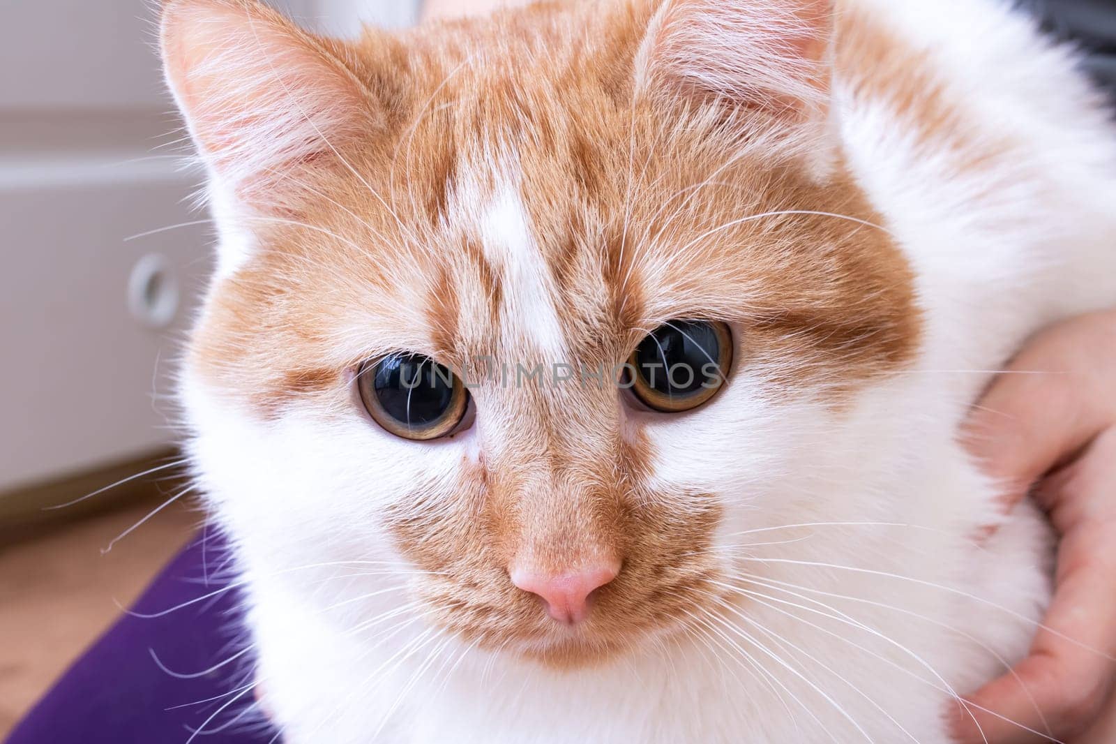 White-red cat with yellow eyes, close up portrait