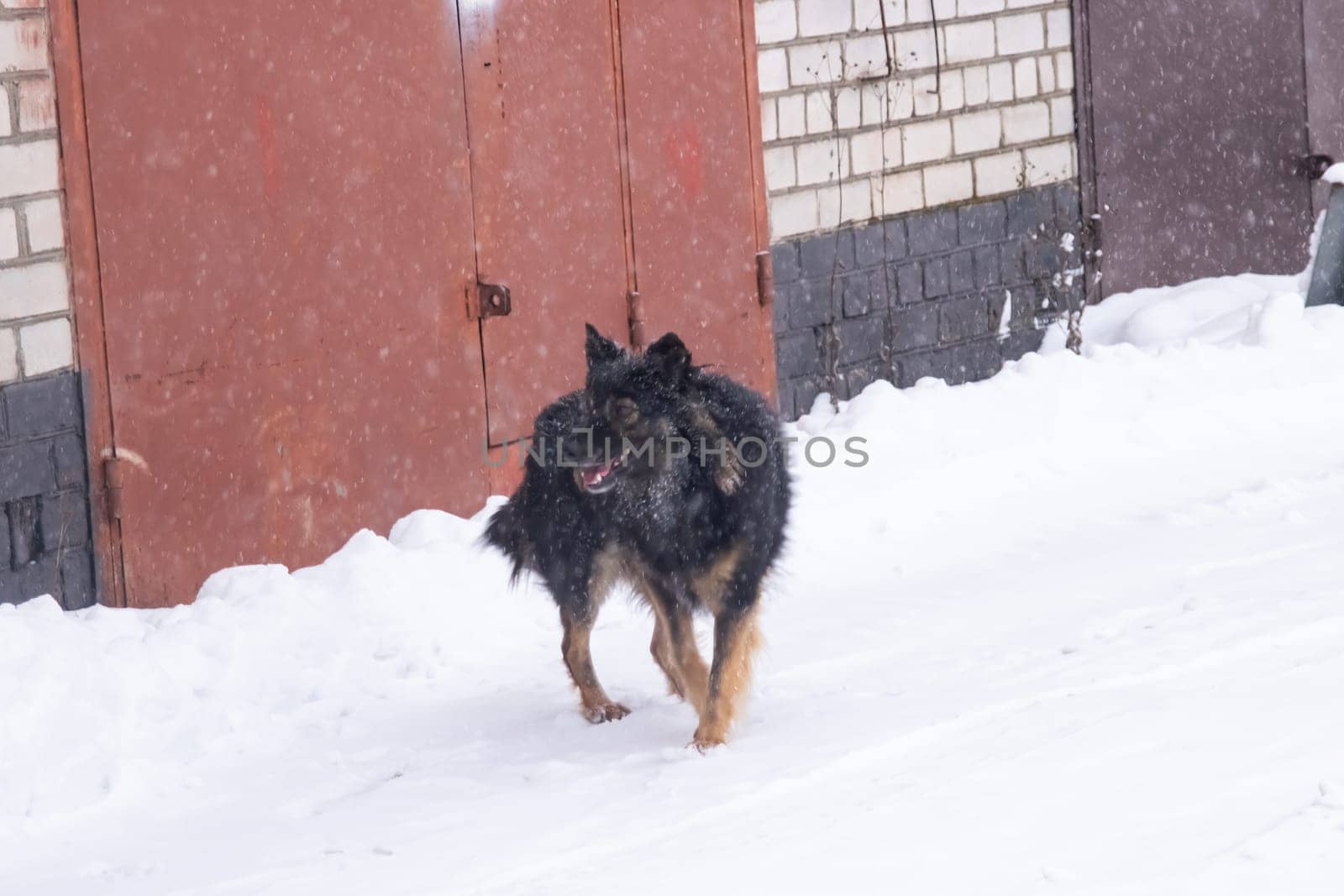 Black fluffy dog in the snow close up