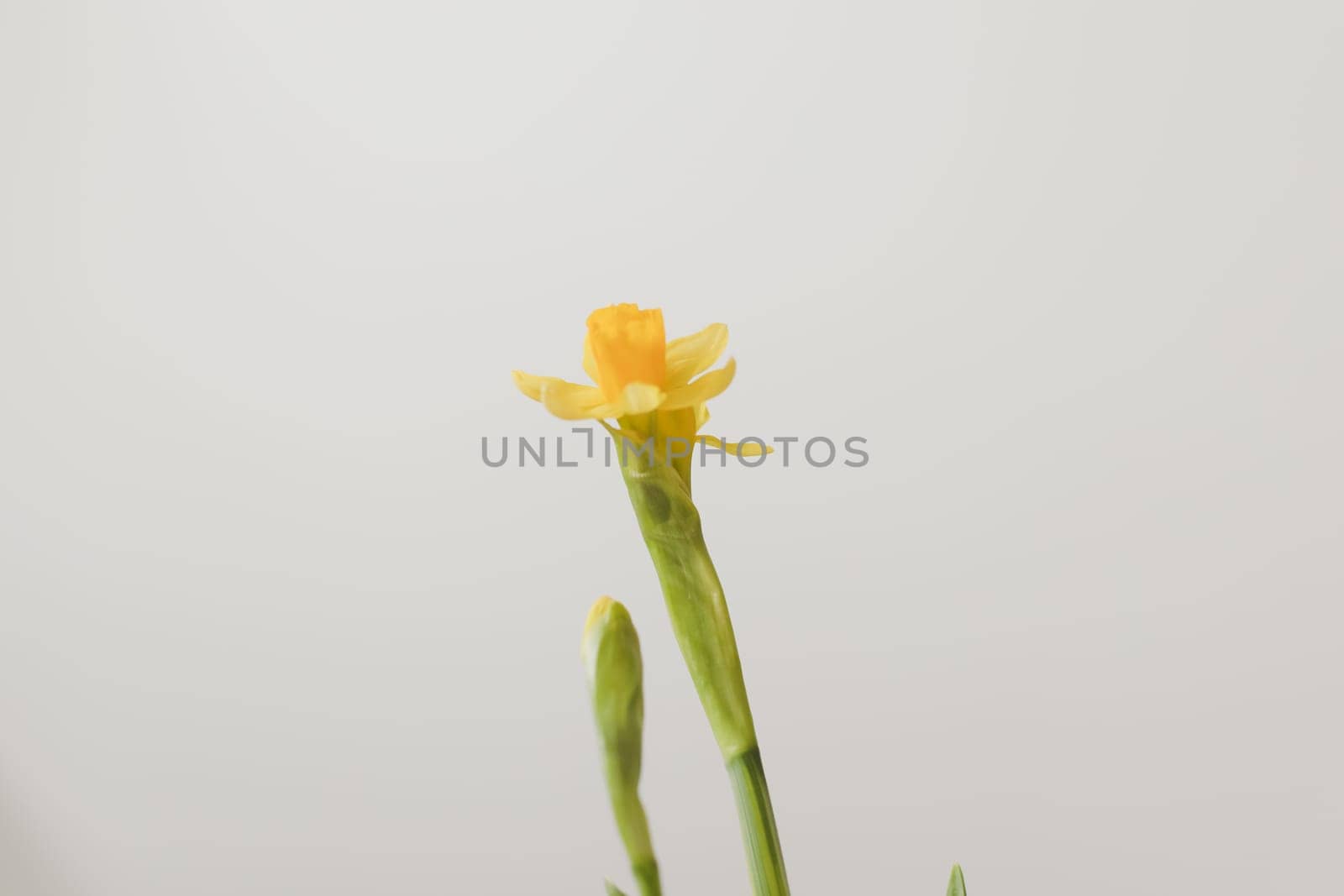 Beautiful blooming yellow daffodils on white background. Gardening, Spring and Easter concept. by paralisart