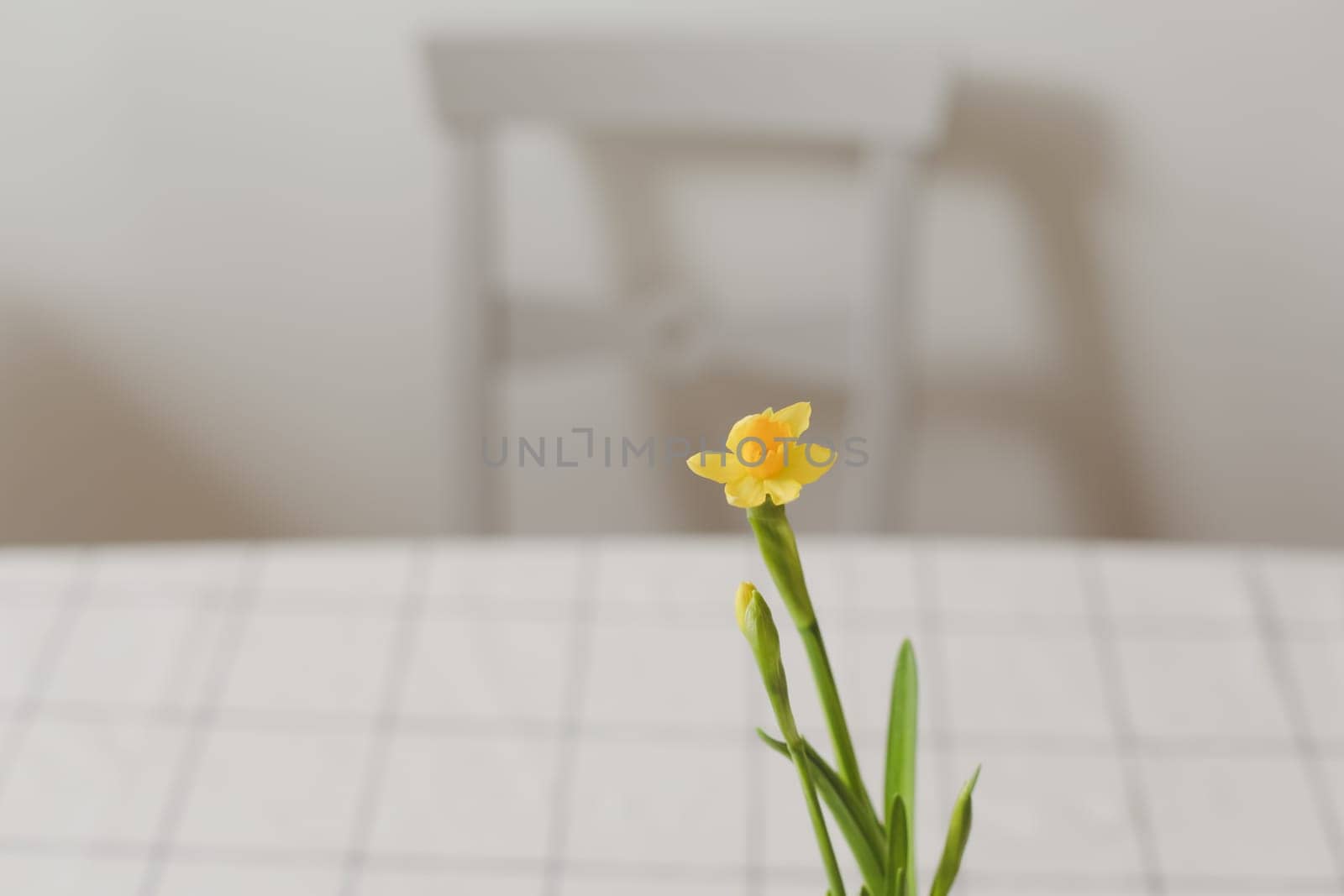 Hello spring background with narcissus spring flowers. copy space