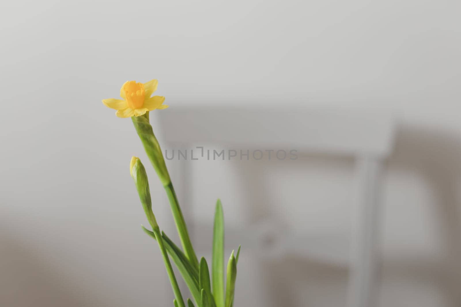 Beautiful blooming yellow daffodils on white background. Gardening, Spring and Easter concept. by paralisart