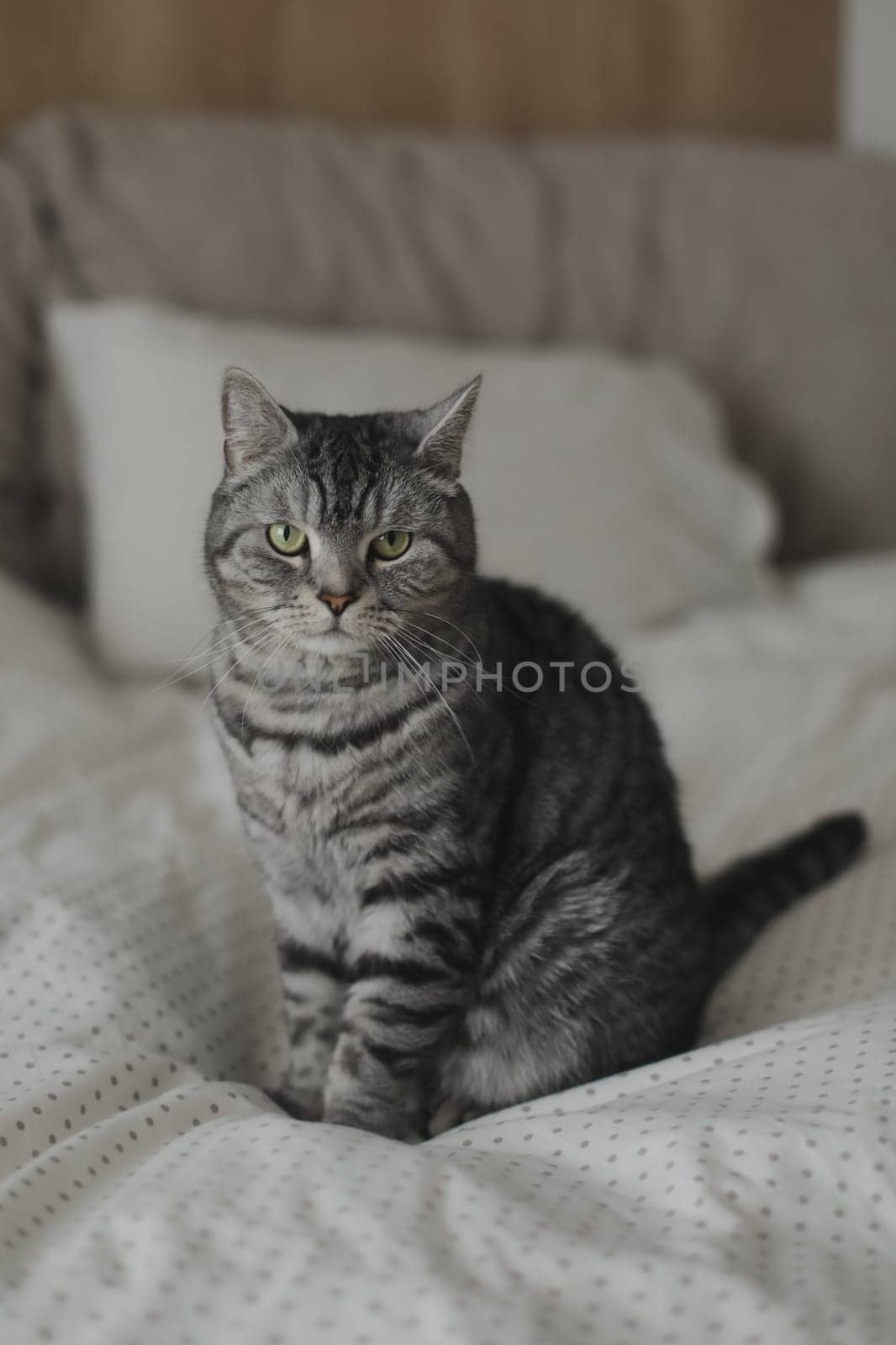 adorable shorthair gray tabby cat relaxing on bed