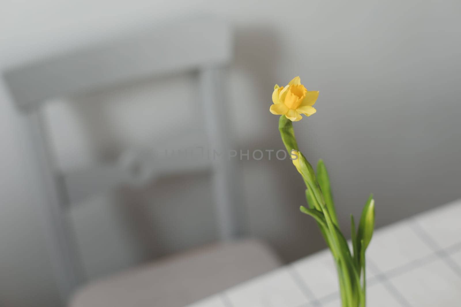 Hello spring background with narcissus spring flowers. copy space