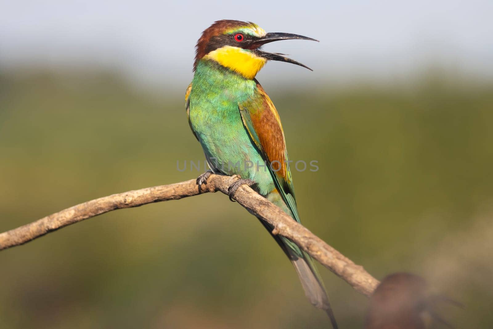 beautiful bird with colorful plumage, summer, beauty of wild nature