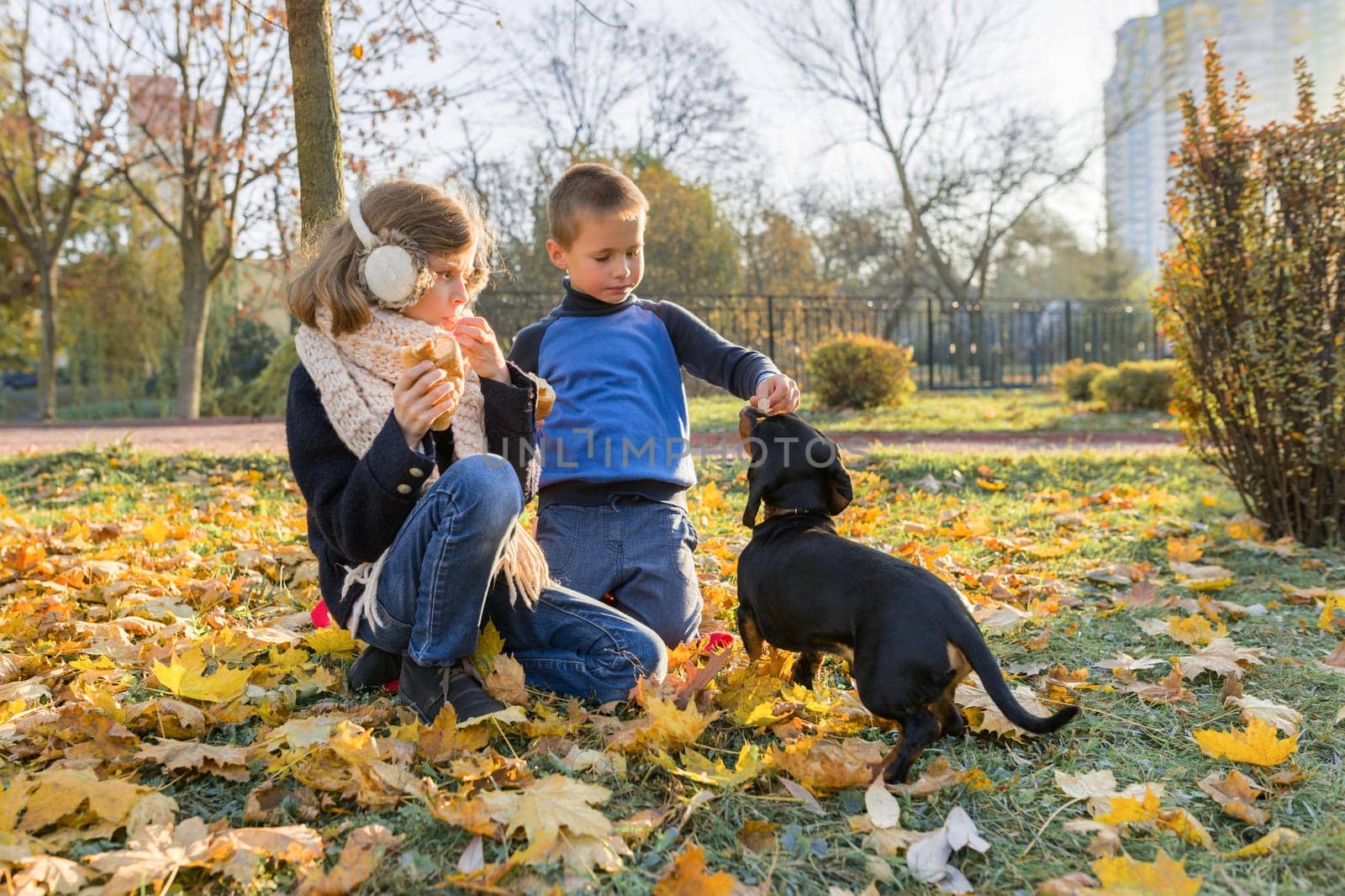 Children boy and girl playing with dachshund dog in a sunny autumn park by VH-studio