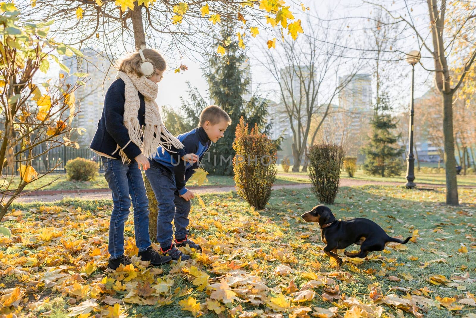 Children boy and girl playing with dachshund dog in a sunny autumn park, yellow leaf fall background