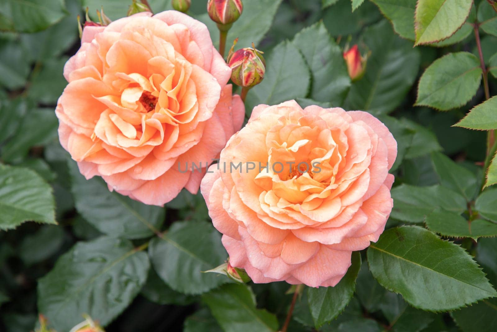 two delicate peach roses in full bloom against the background of green leaves, close-up botanical photo, garden decor, high quality photo