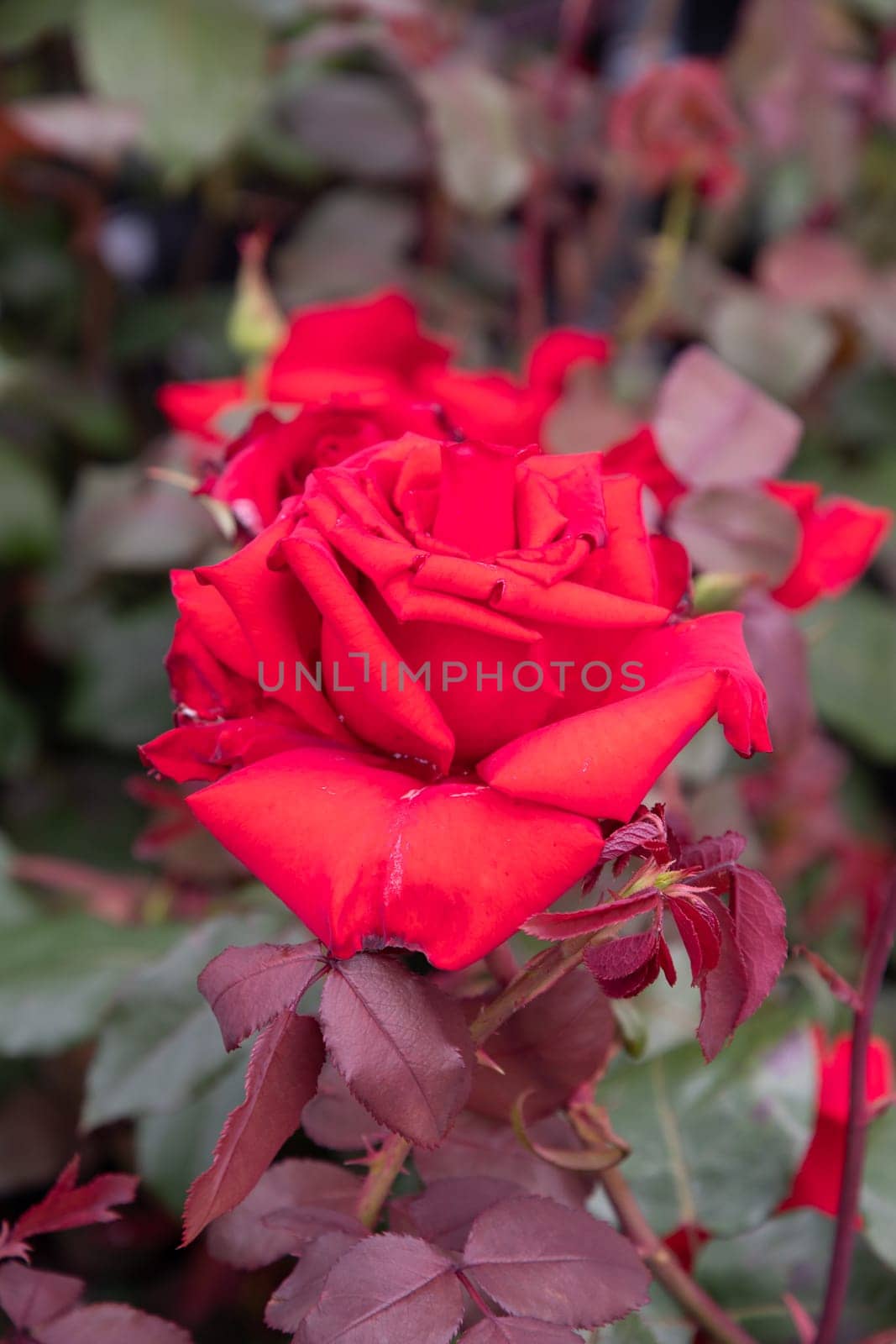 two delicate red roses in full bloom against the background of green leaves, close-up botanical photo, garden decor, high quality photo