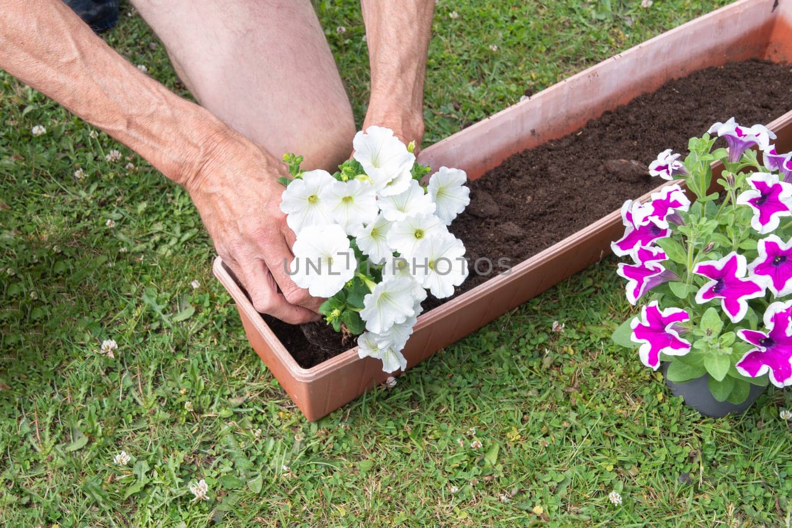 gardener transplants seedlings of petunias in a hanging pot to the window. High quality photo