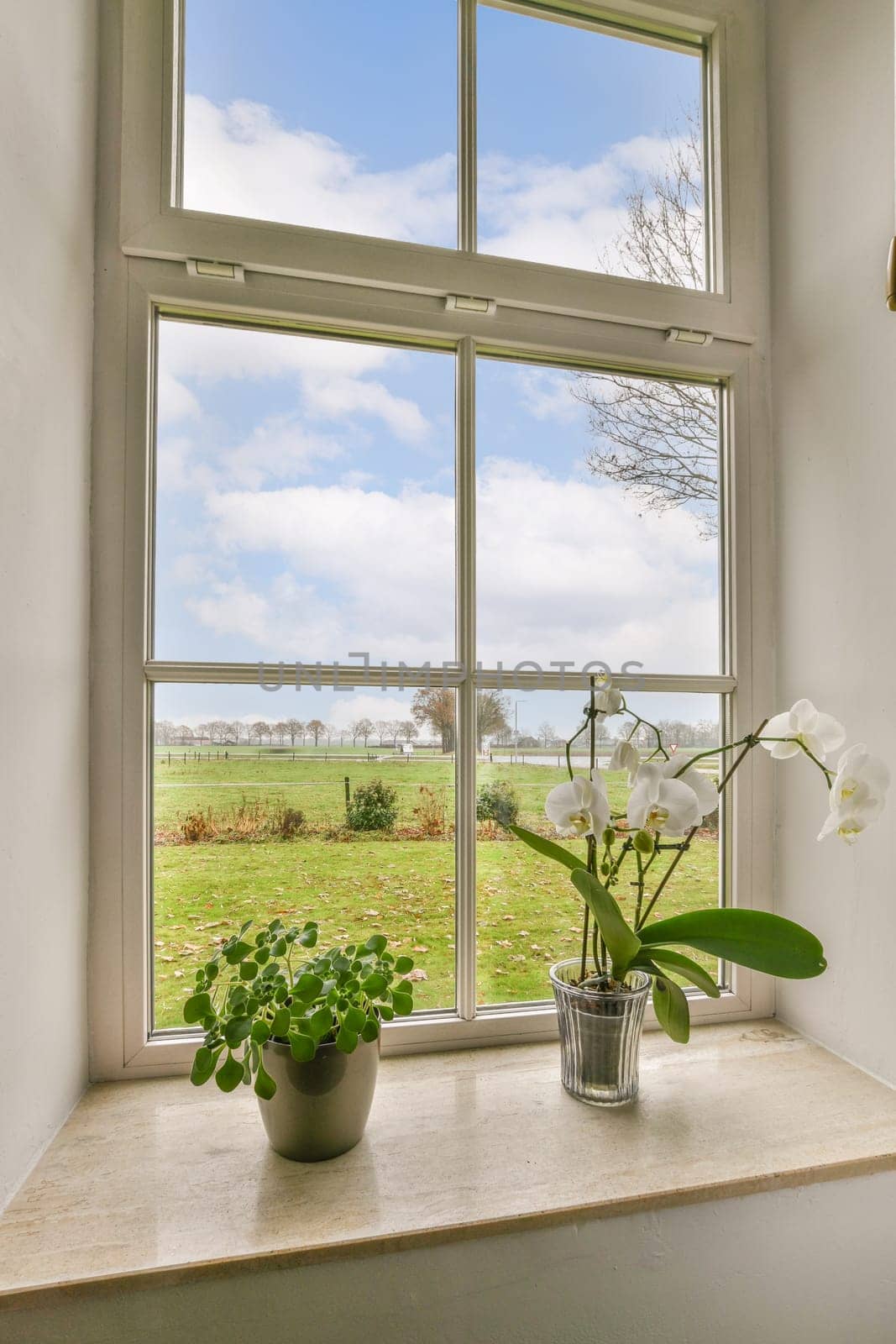 some flowers on a window sie with the sky and grass in the back ground behind, as seen from an open window