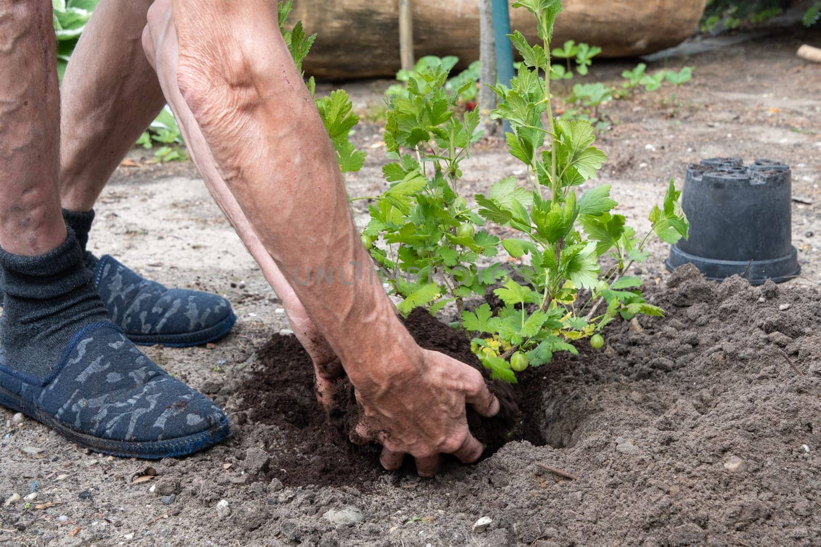 A man planted a gooseberries in his garden,spring seasonal work,gardener working by KaterinaDalemans