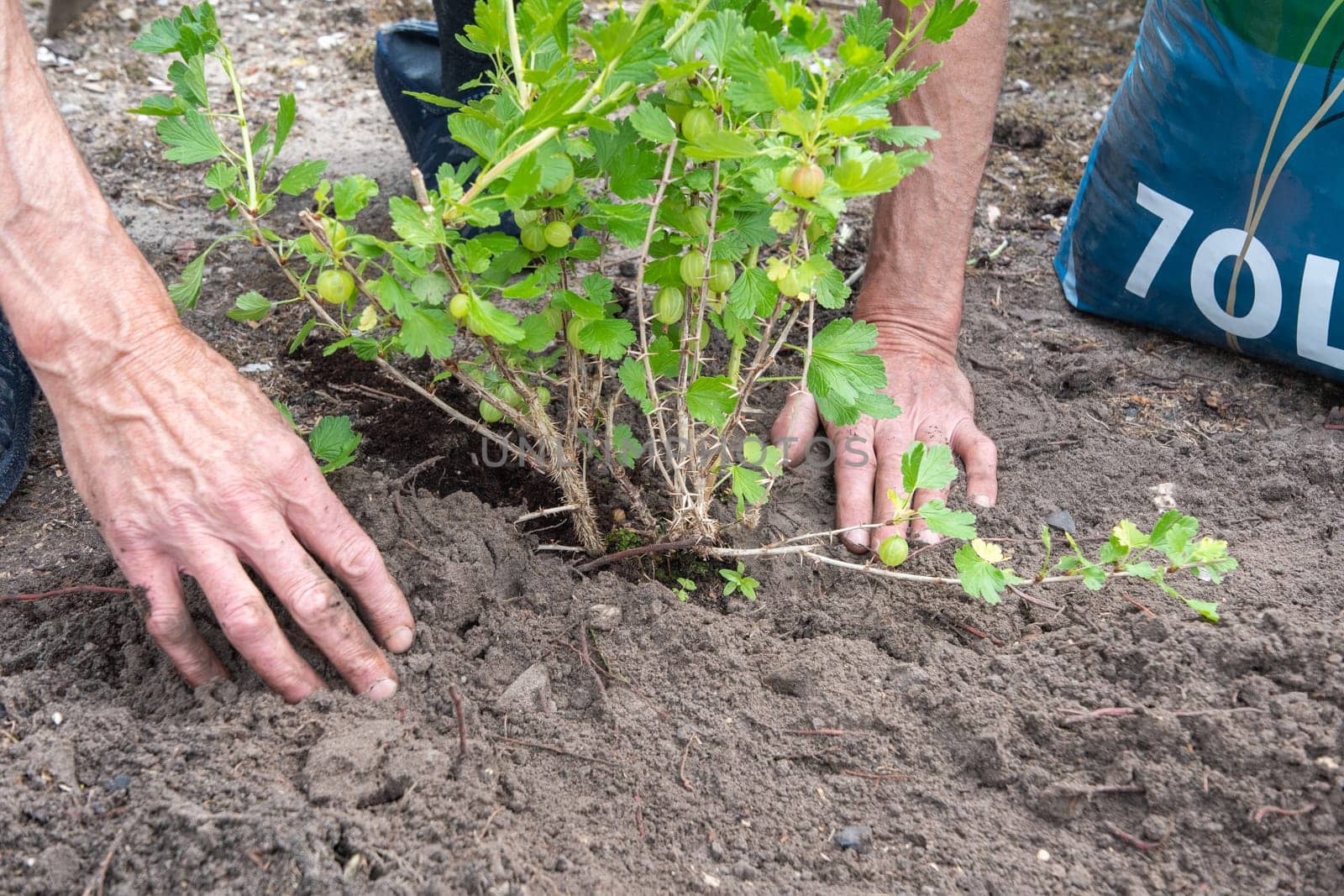 A man planted a gooseberries in his garden, spring seasonal work, gardener working without gloves ,High quality photo