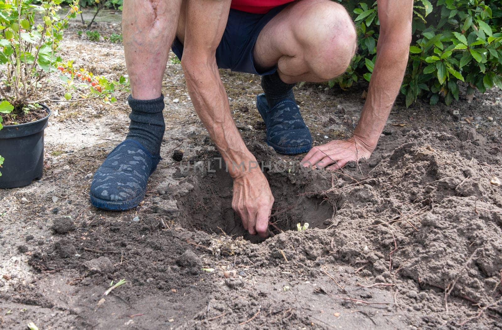 gardener digs a hole for planting rhubarb, seasonal work in the garden by KaterinaDalemans