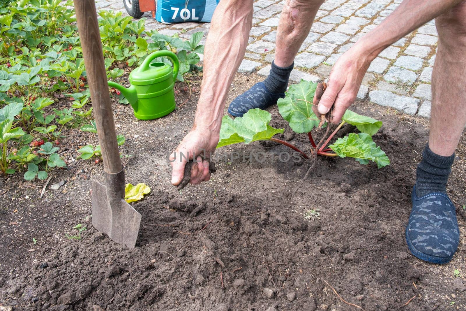 gardener digs a hole for planting rhubarb, seasonal work in the garden by KaterinaDalemans