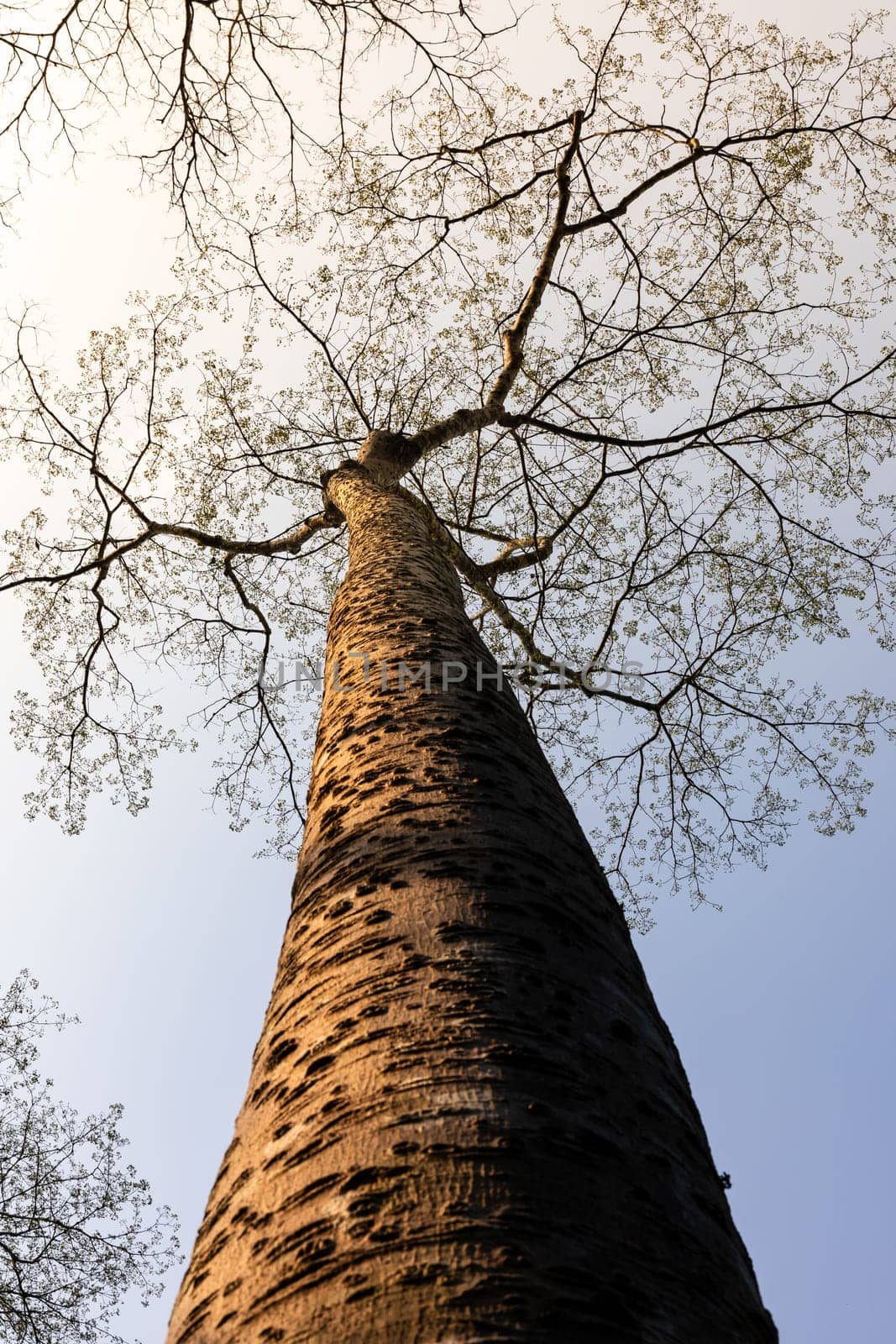 Leafless tree with hot environment in tropical rainforest.