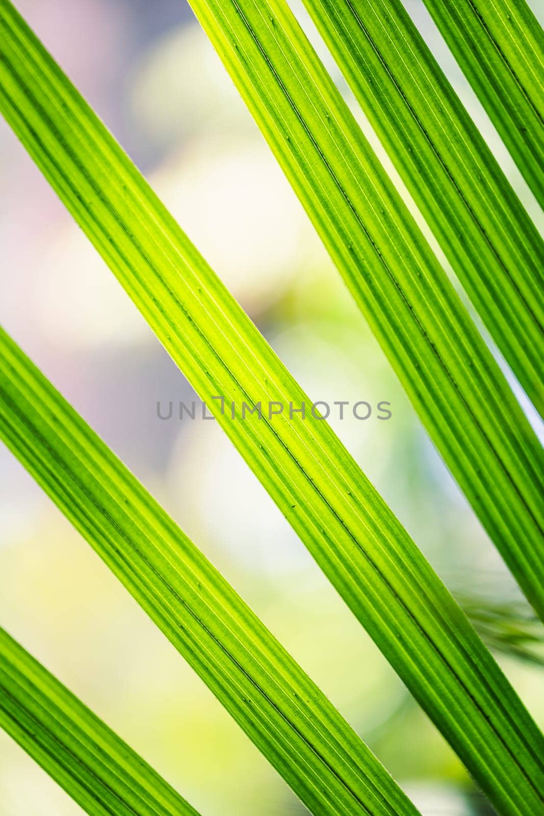 Green palm leaves with bright sunlight in the center.