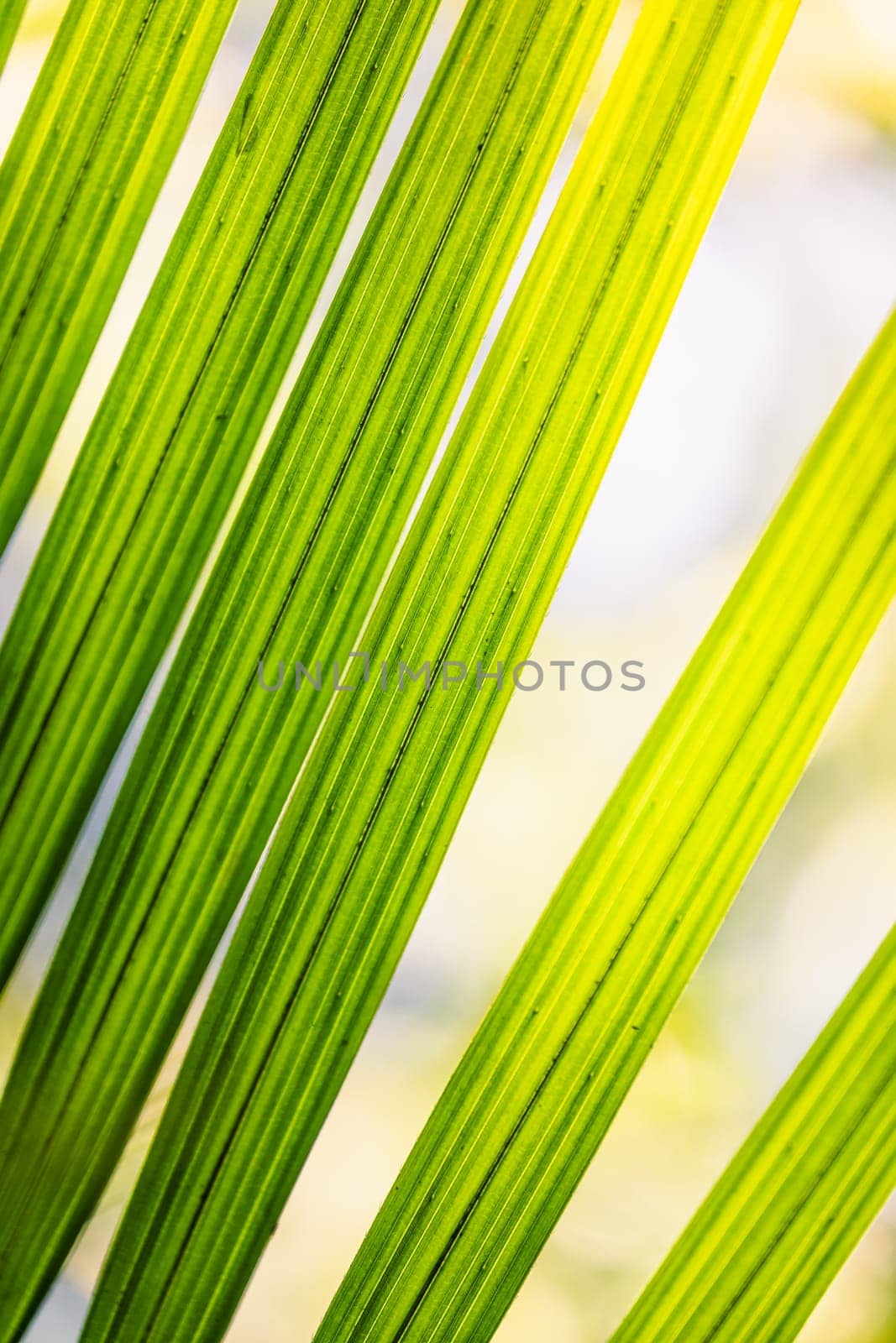 Green palm leaves with bright sunlight in the corner.