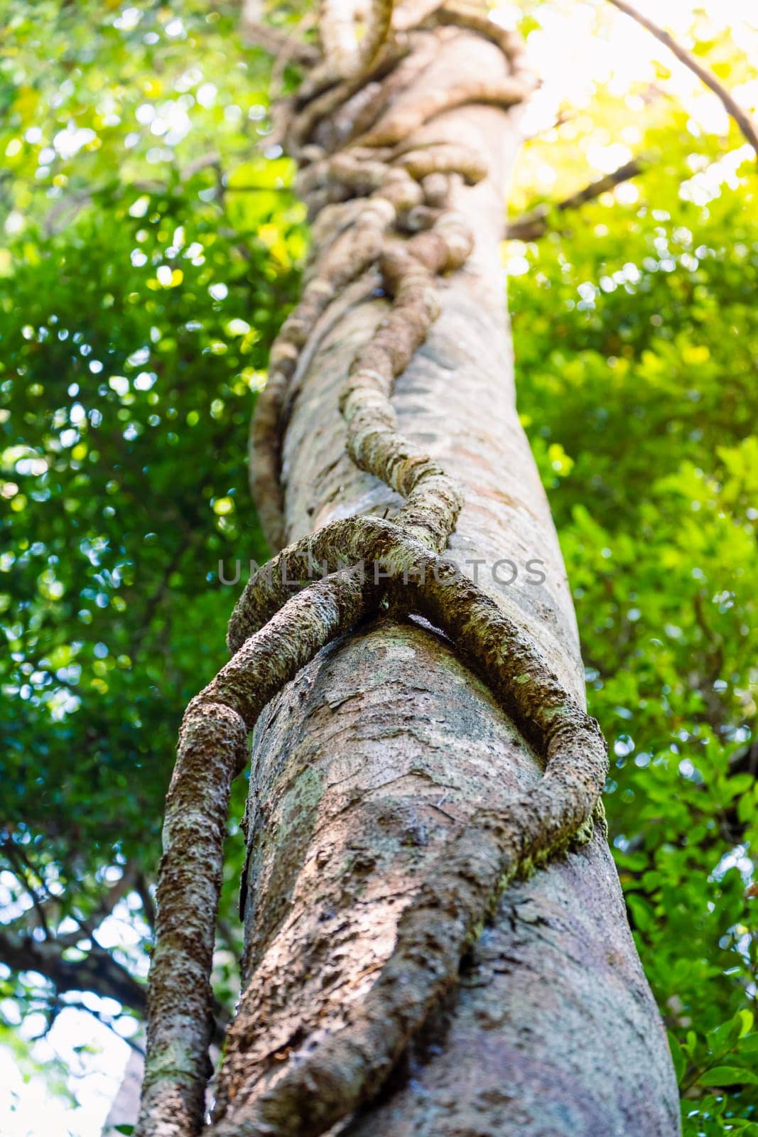 The spiral liana sticks on old tree inside tropical rainforest of Thailand.
