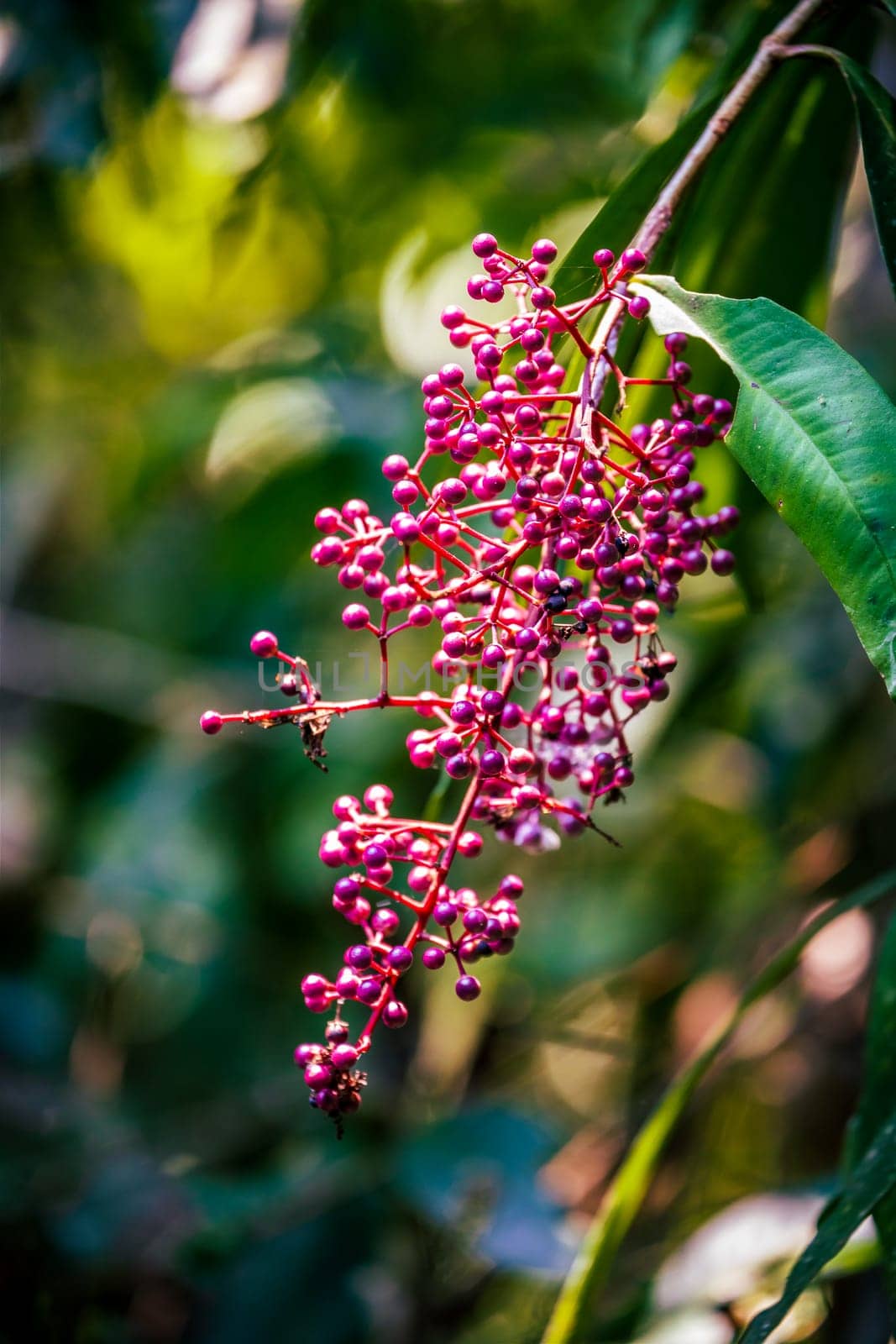 Bunch of wild berries on branch inside tropical rainforest.