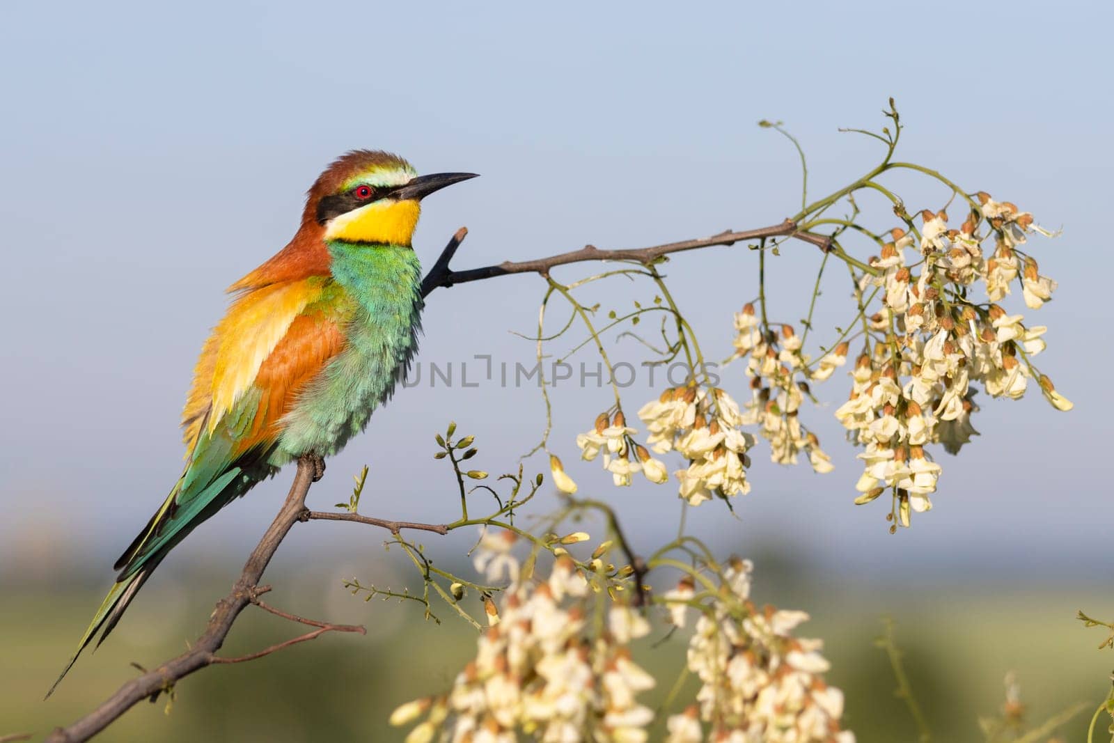 beautiful bird rest on a flowering branch , bright colors