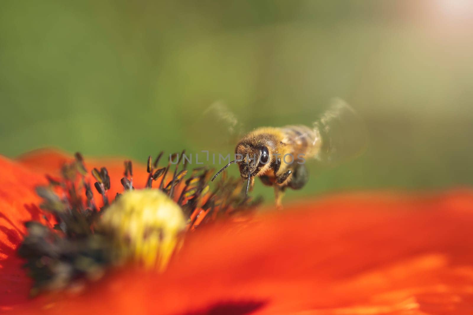 bee flies up to a flower close-up , bright colors